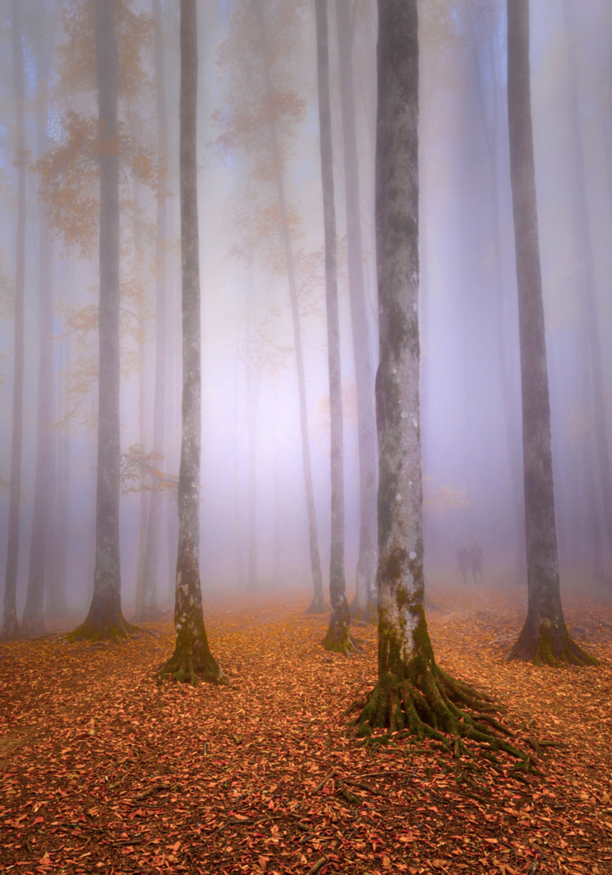 Bosque brumoso de otoño