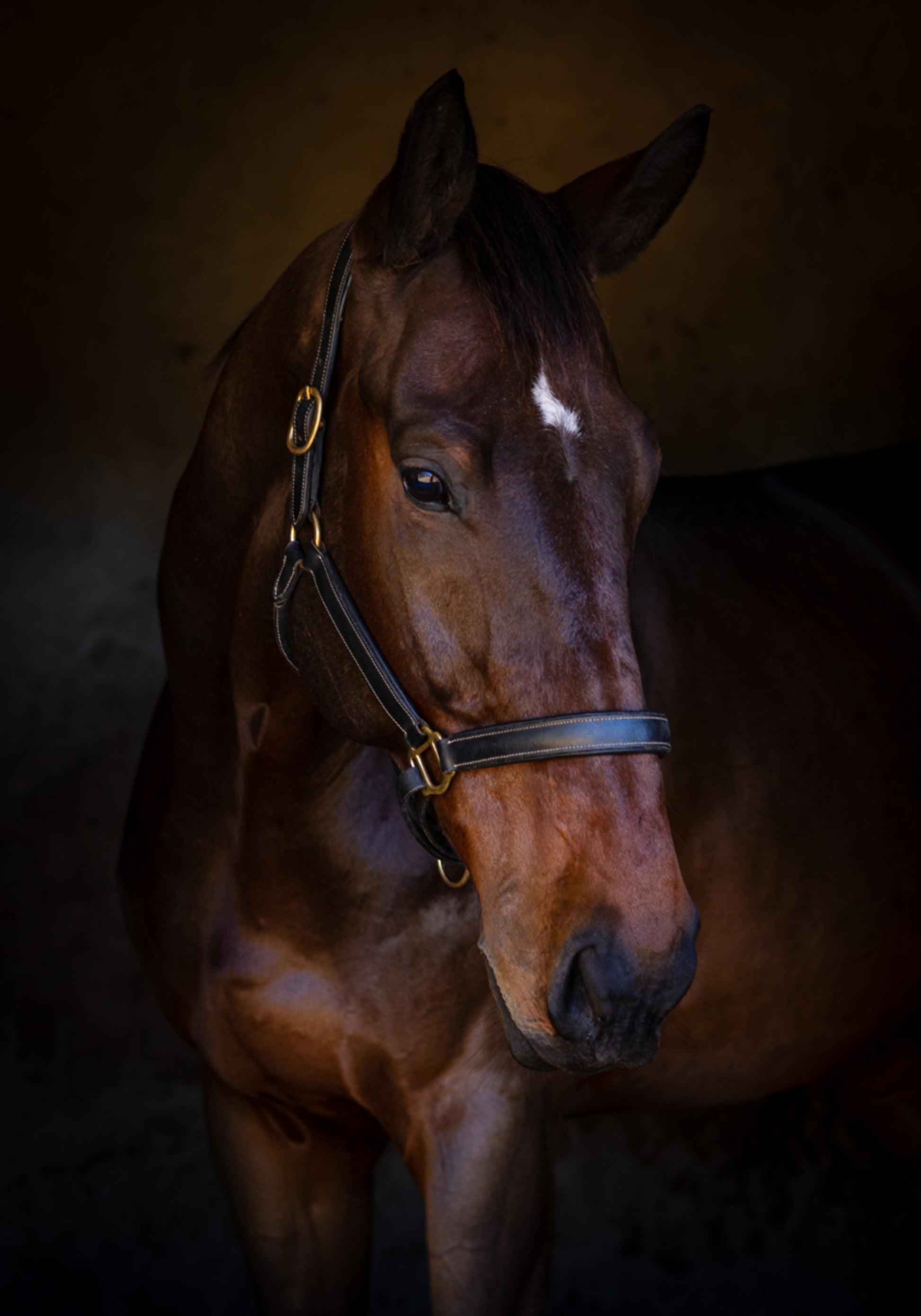 Majestuoso retrato de caballo