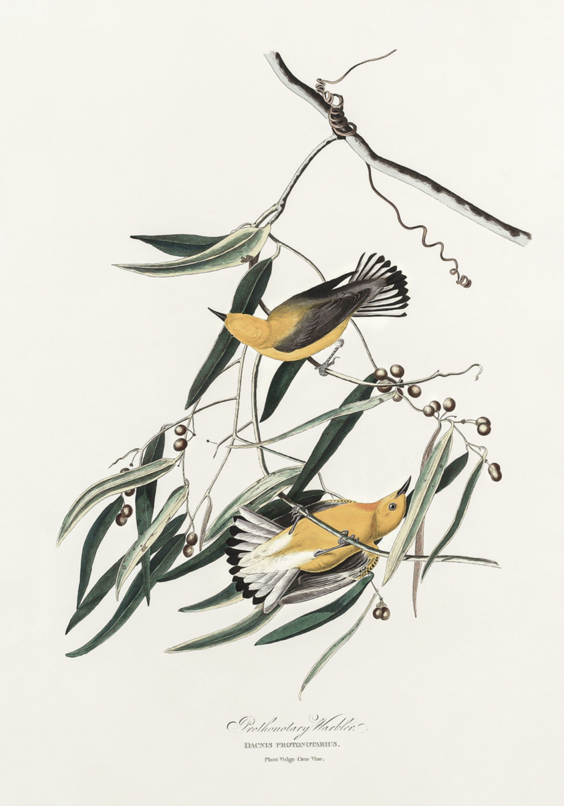 Reinita protonotaria de Birds of America (1827)