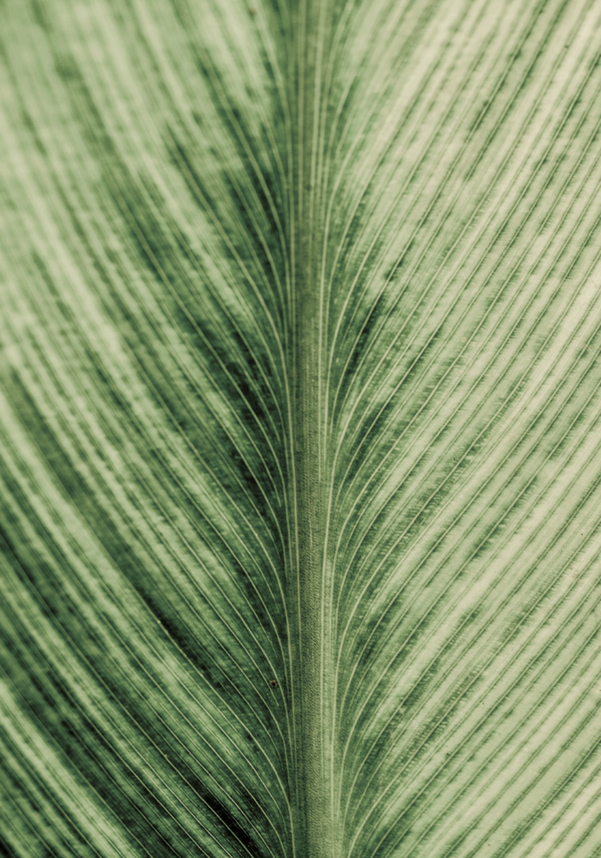 Venas verdes