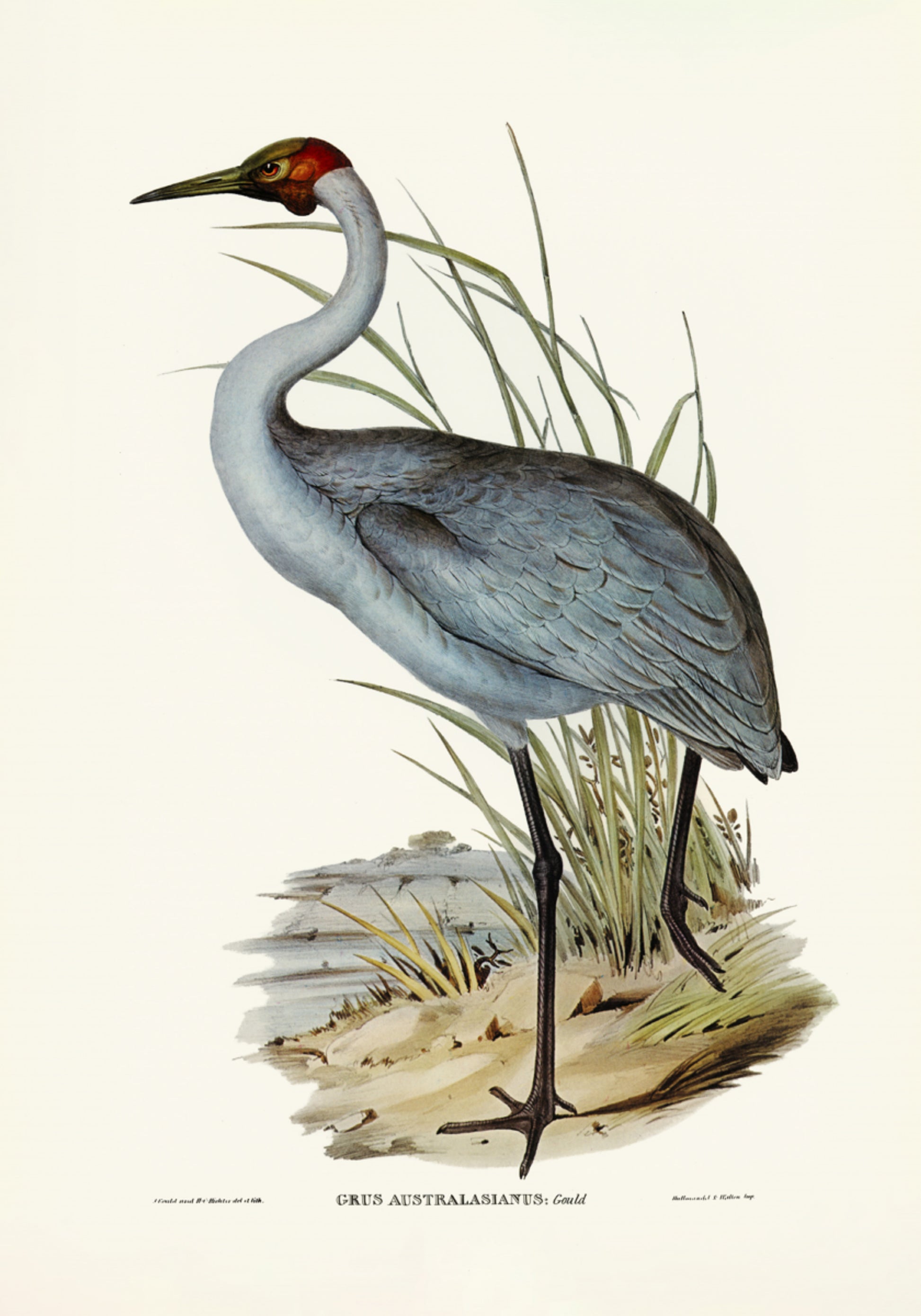 Grulla australiana