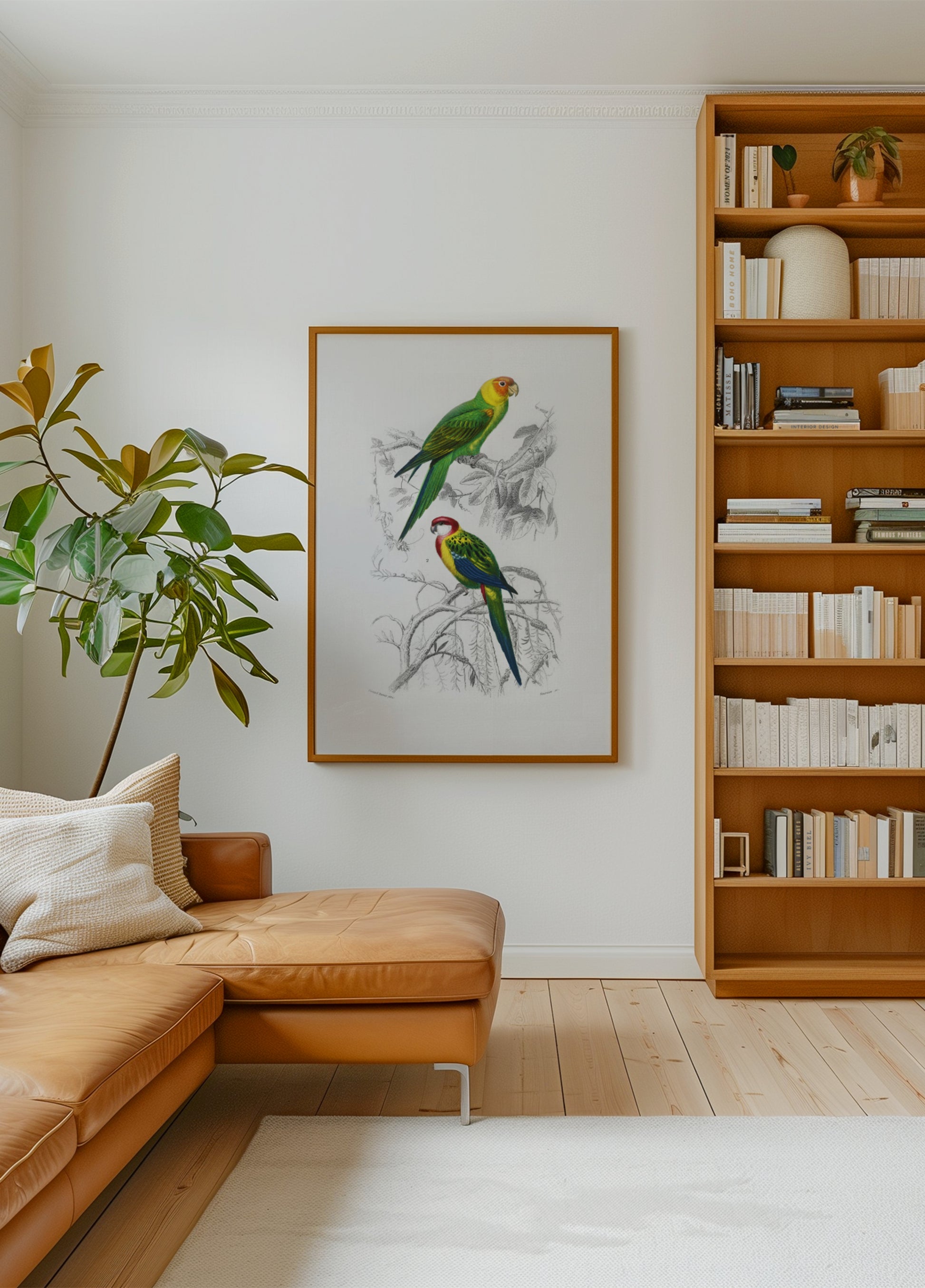 Aves