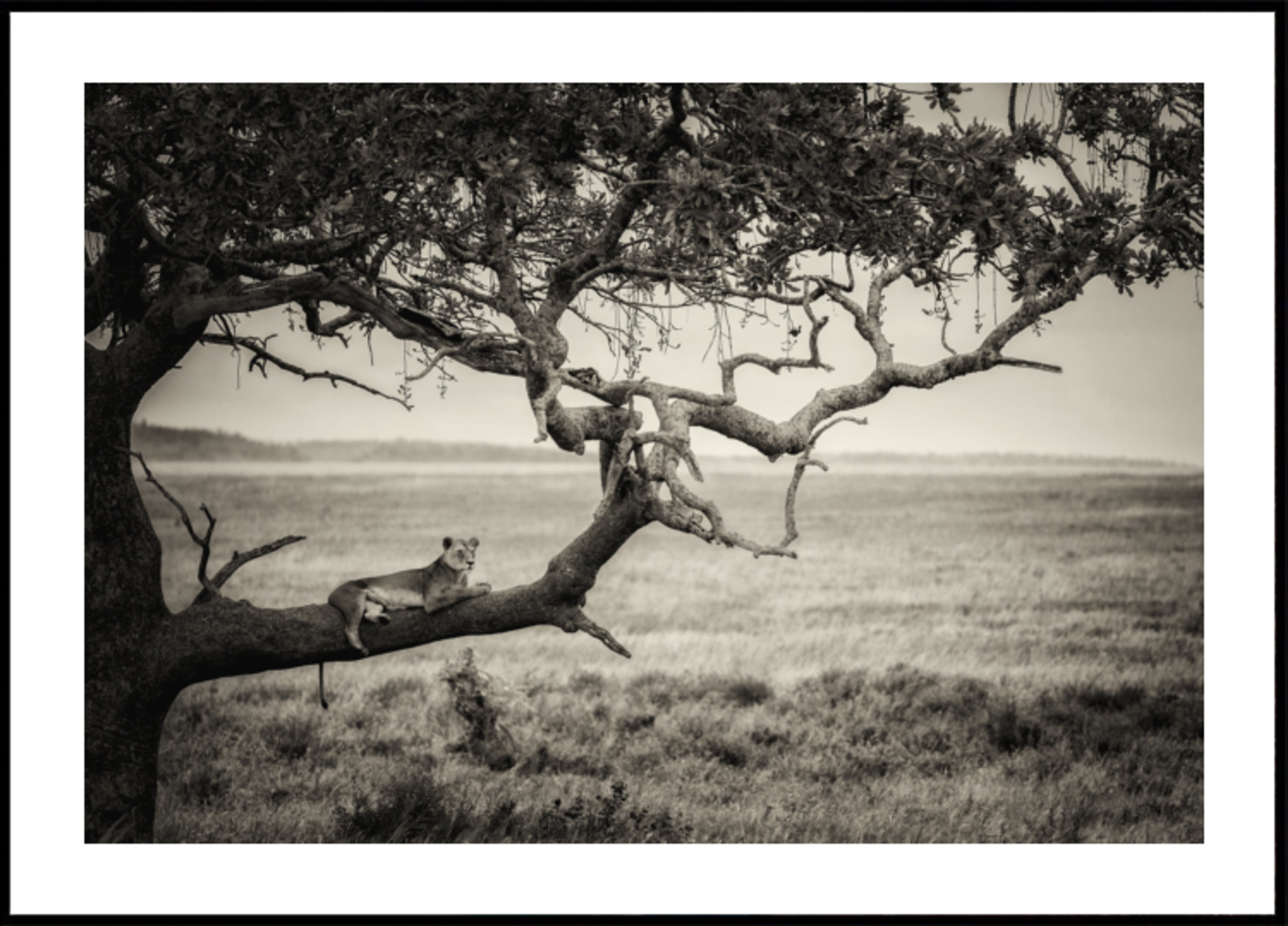 Leona en la rama de un árbol