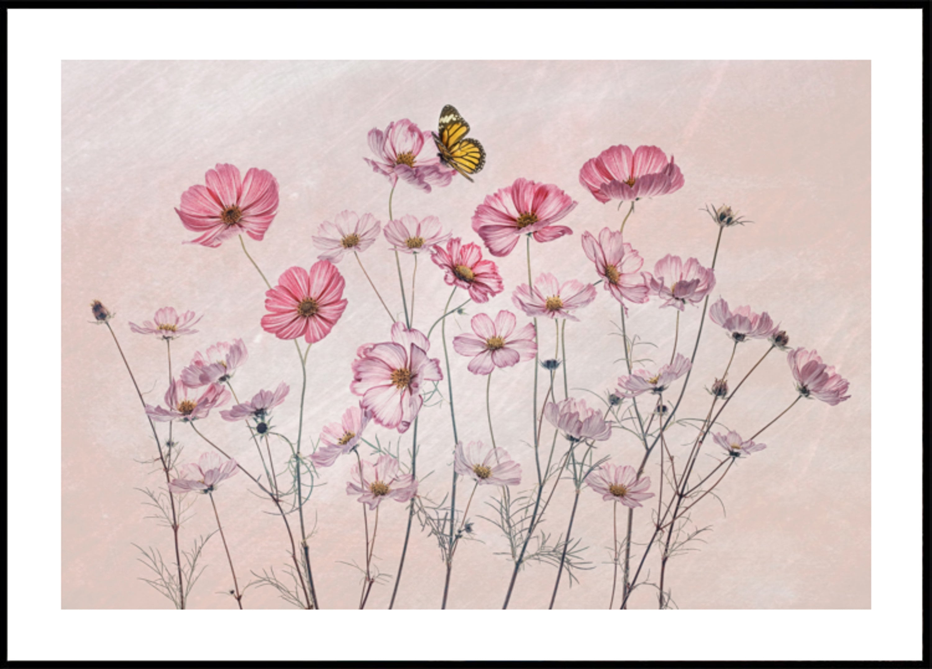 Mariposa Cosmos Rosa