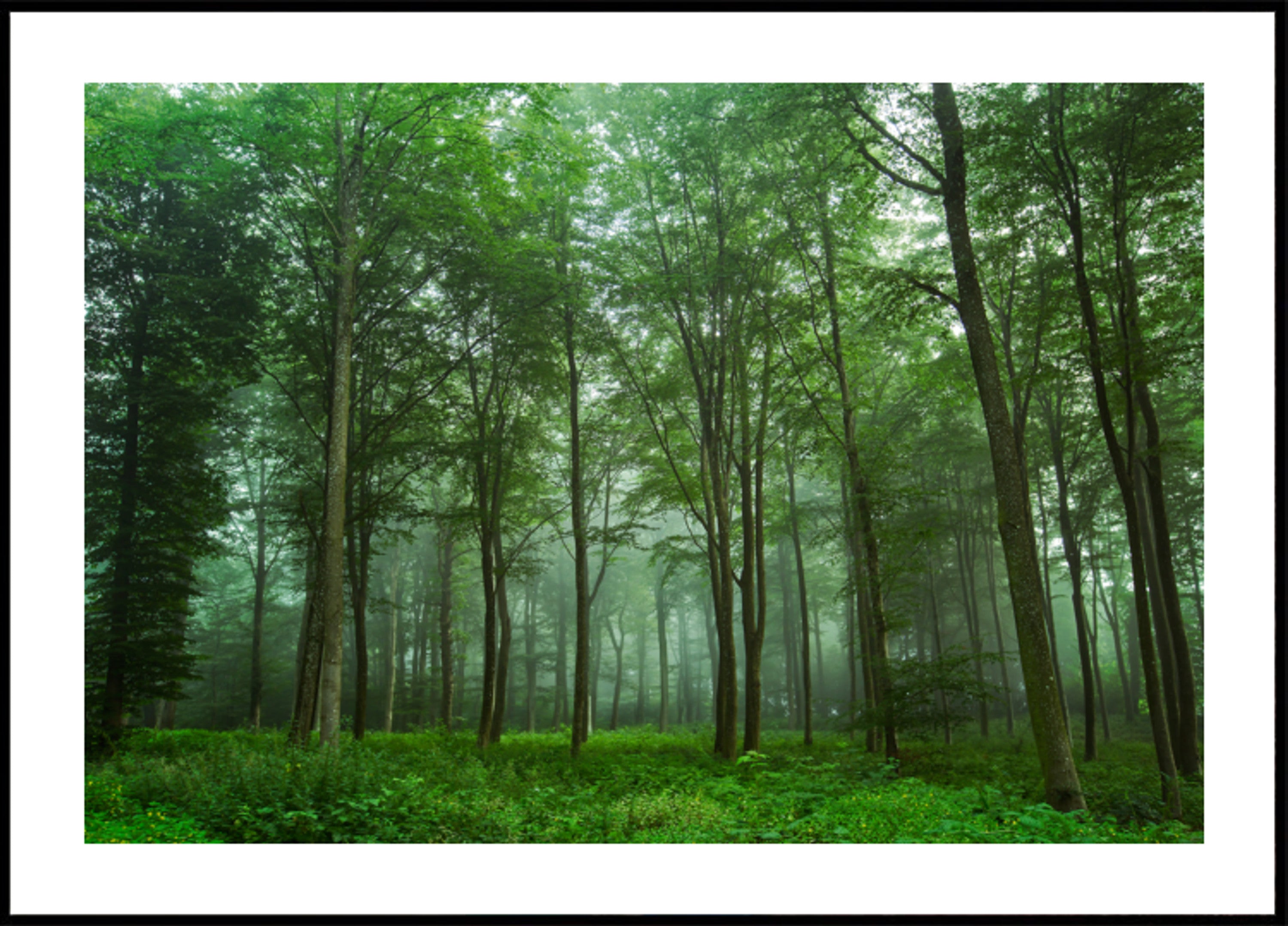 Niebla del bosque encantado
