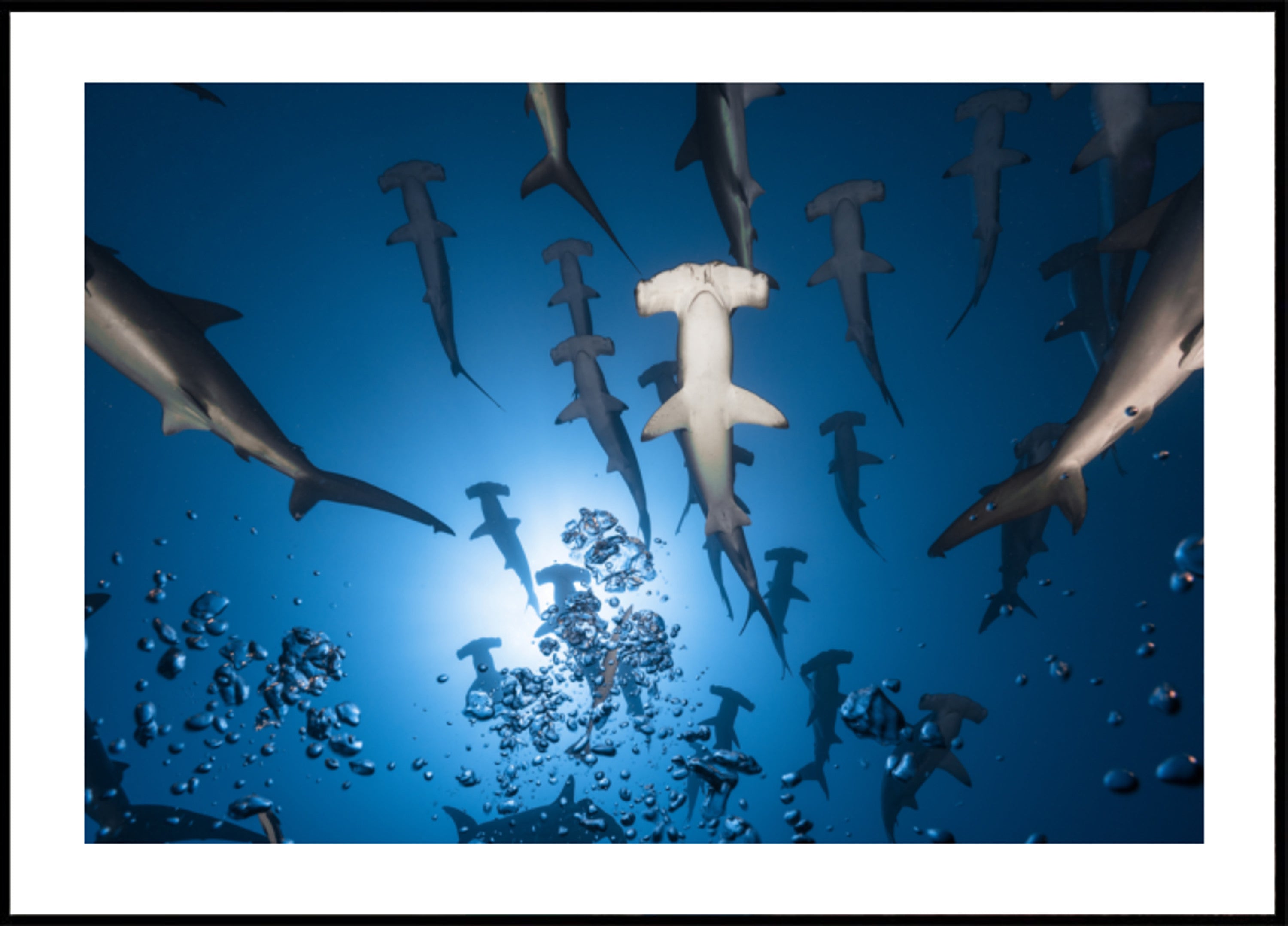 Escuela Hammerhead bajo el agua