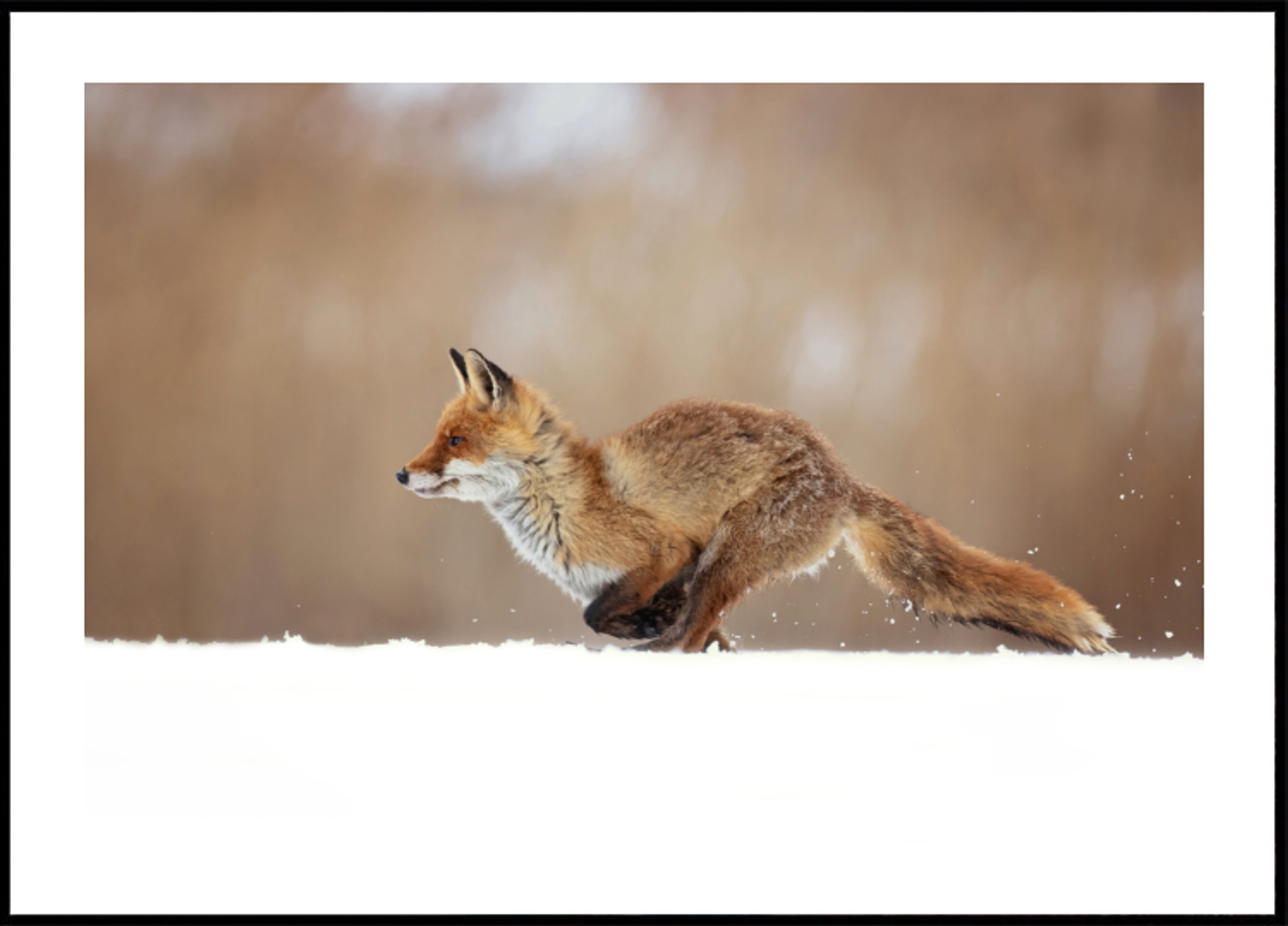 Sprint de nieve del zorro rojo