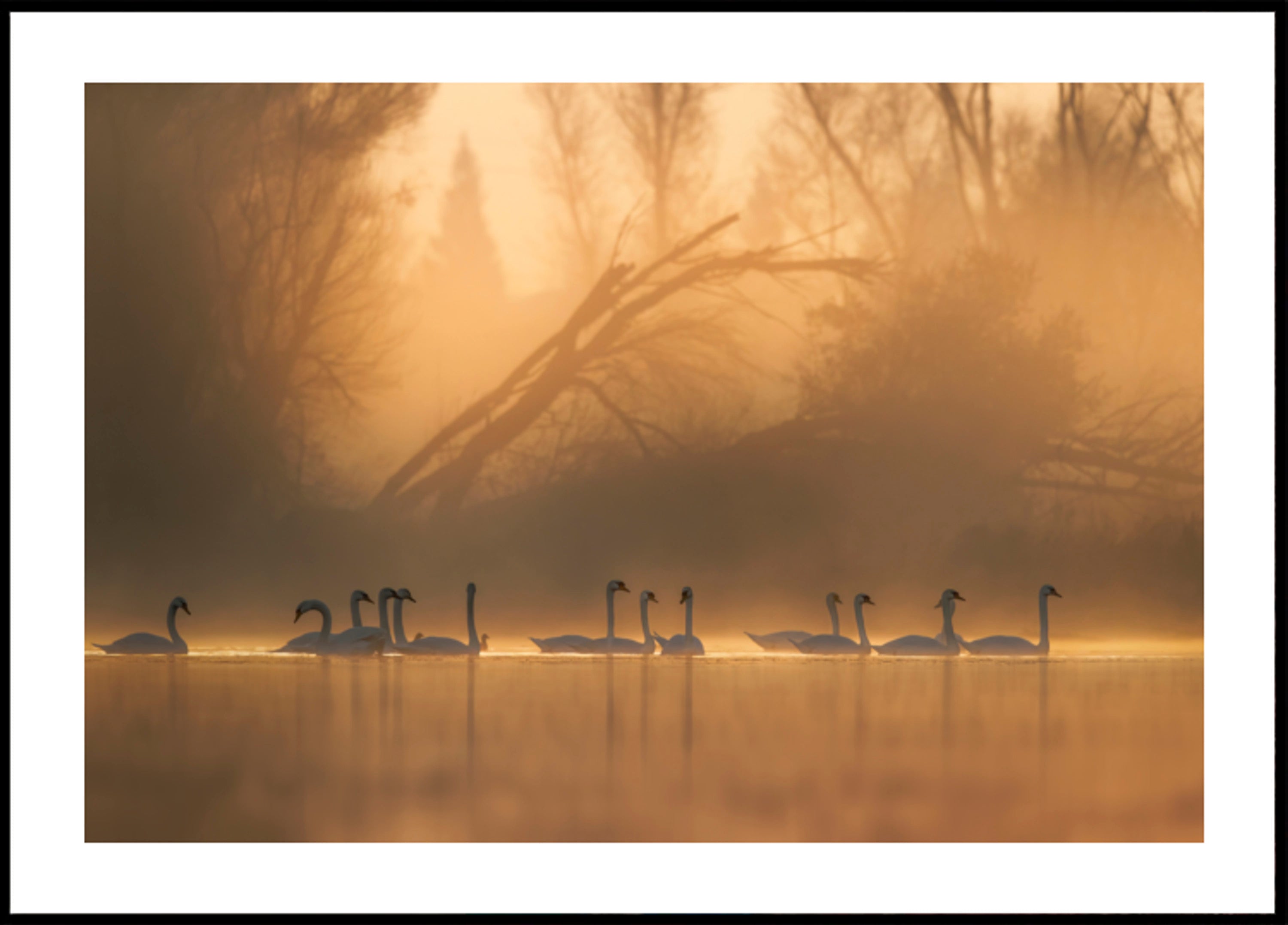 Cisnes en niebla dorada