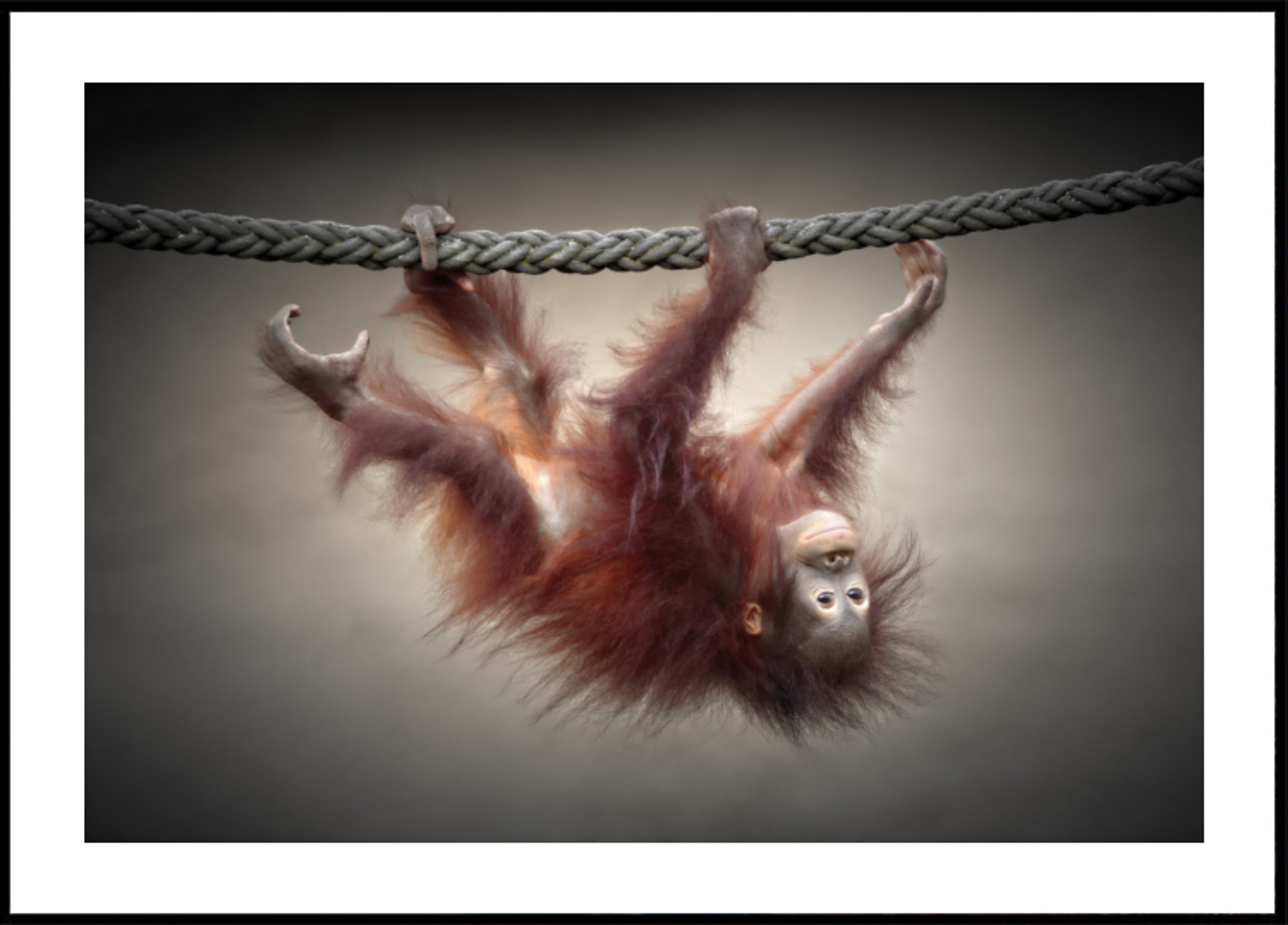 Orangután bebé juguetón