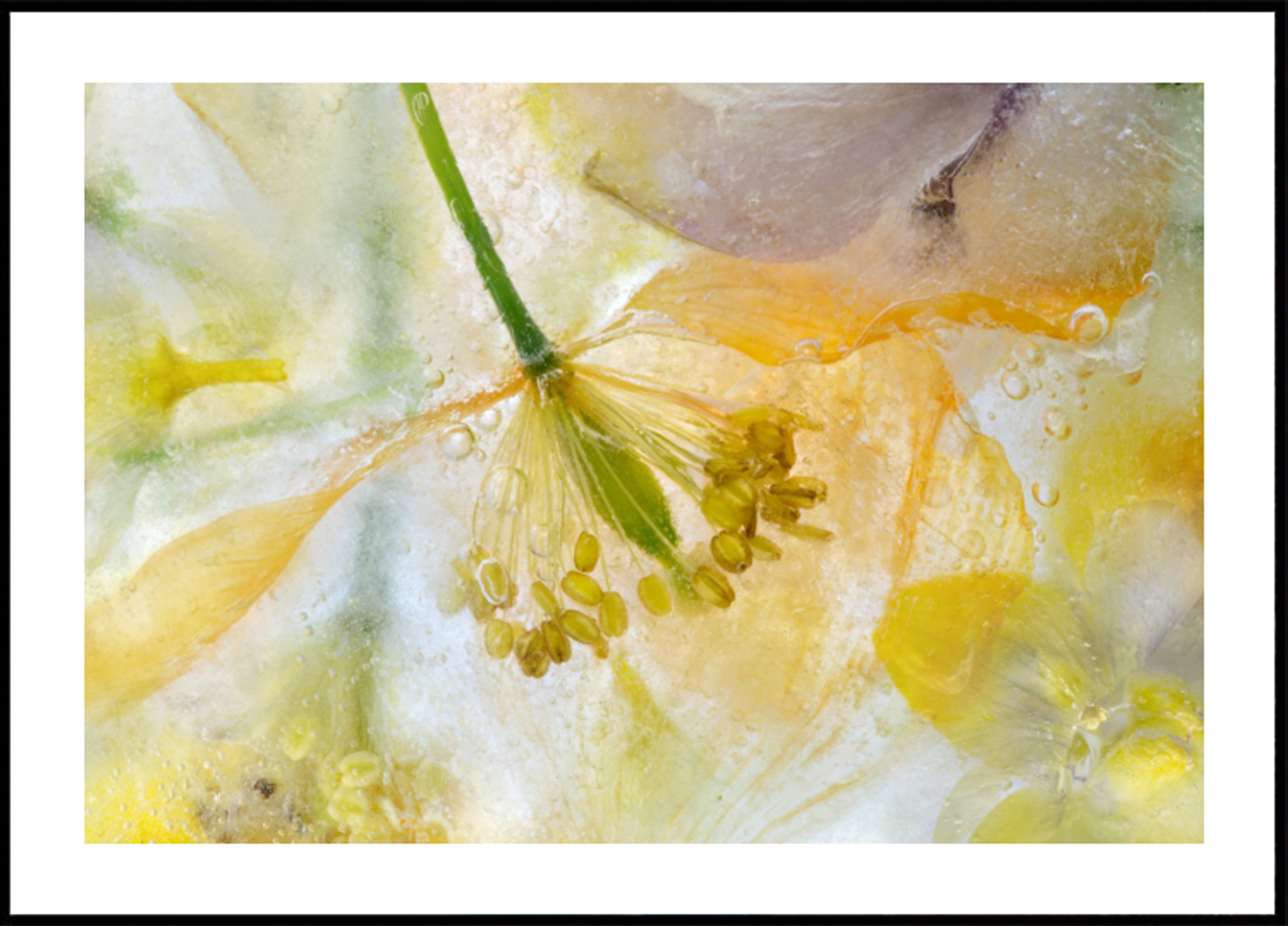 Hielo de amapola