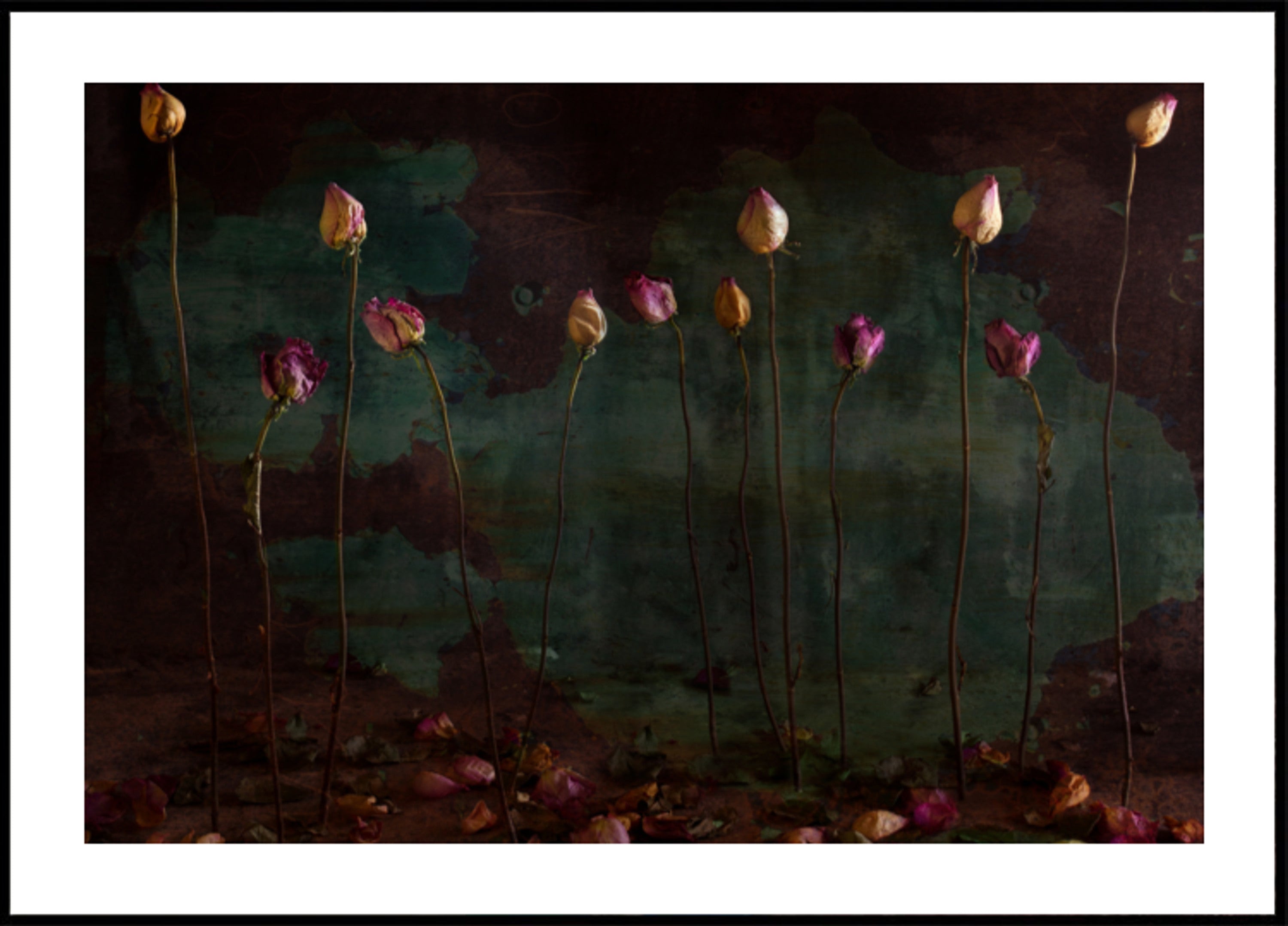 Rosas secas cambiantes