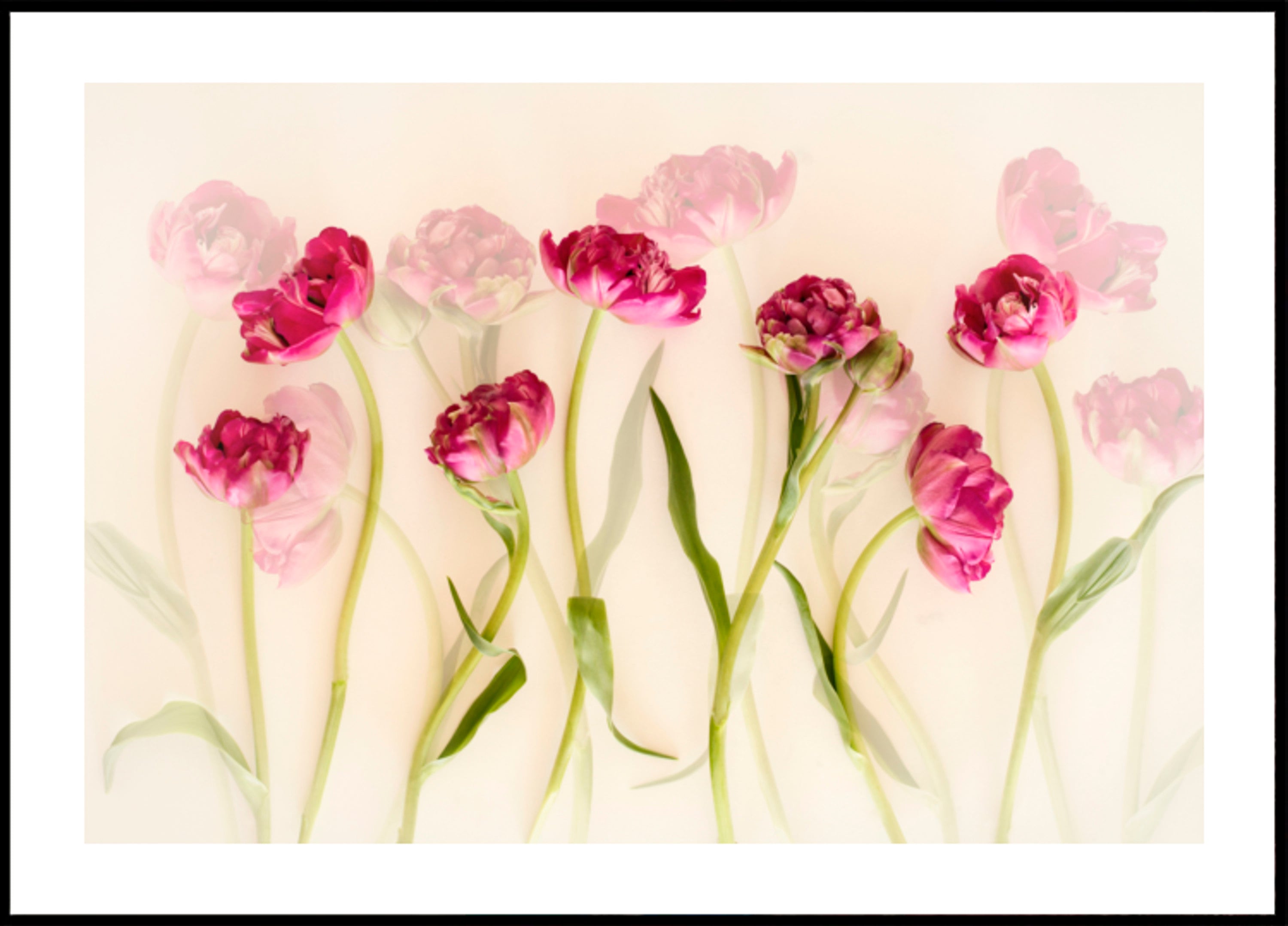 Tulipanes rosados de ensueño