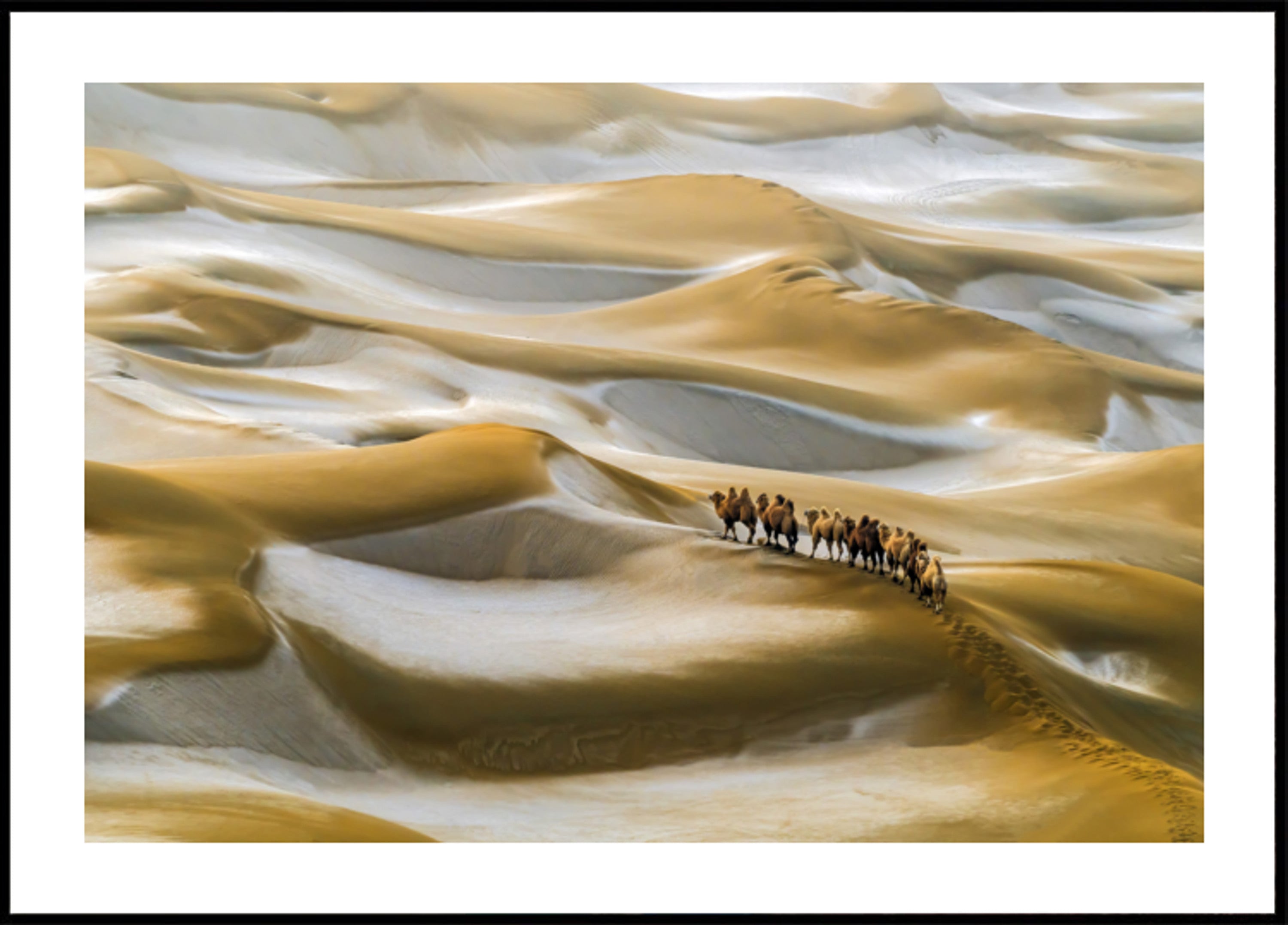 Caravana de camellos del desierto