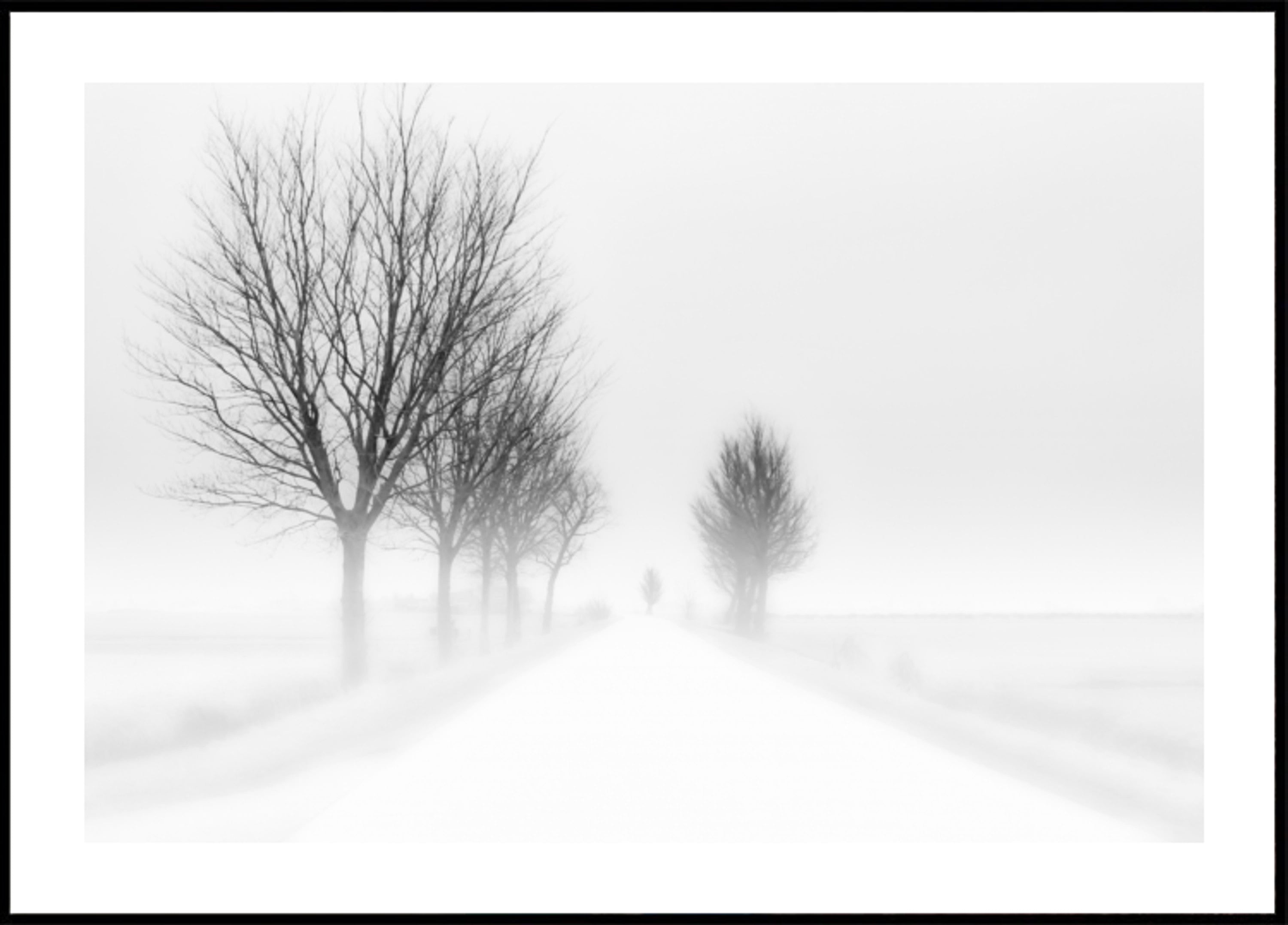 Camino brumoso de invierno