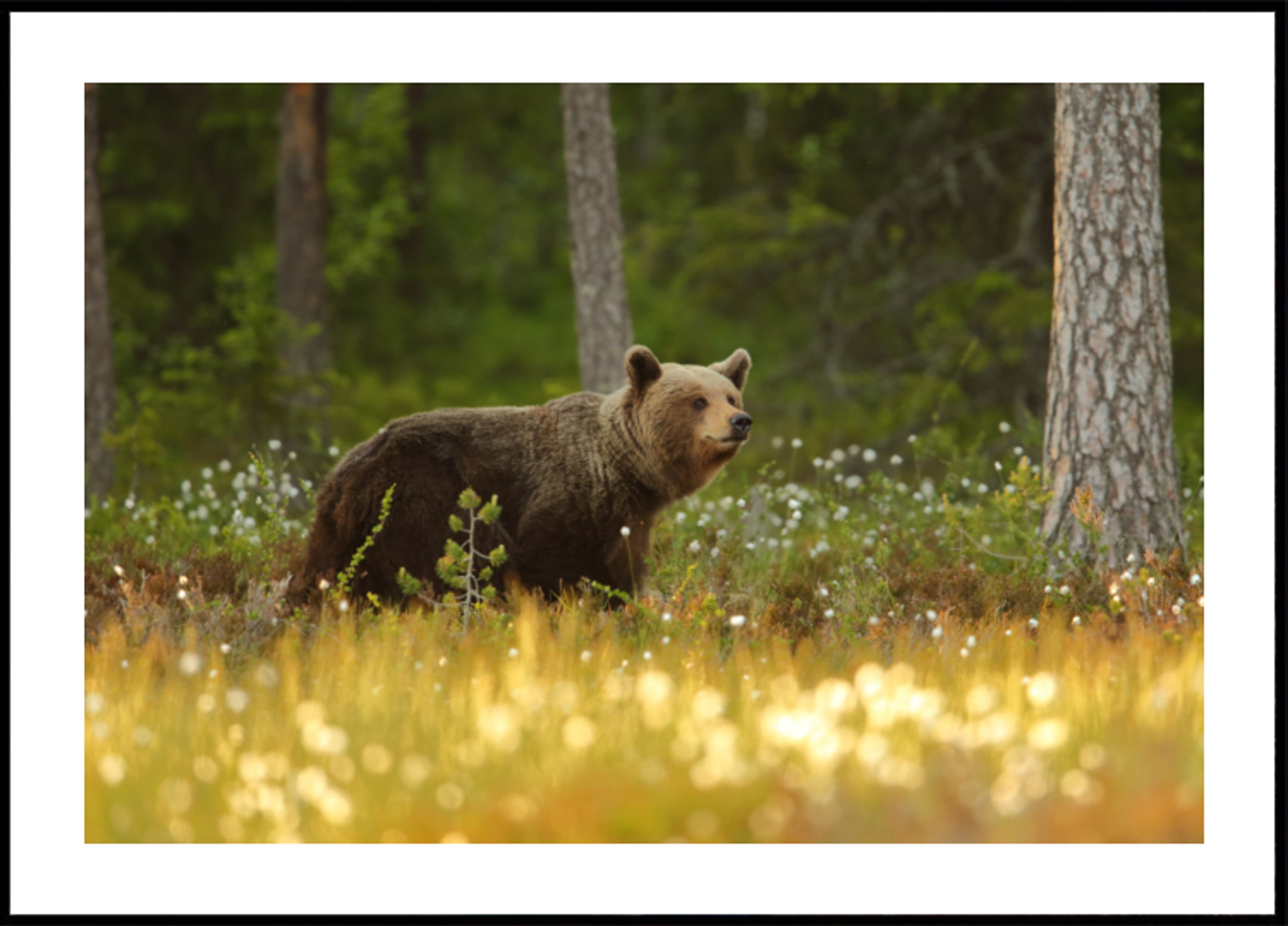 Oso pardo en el bosque