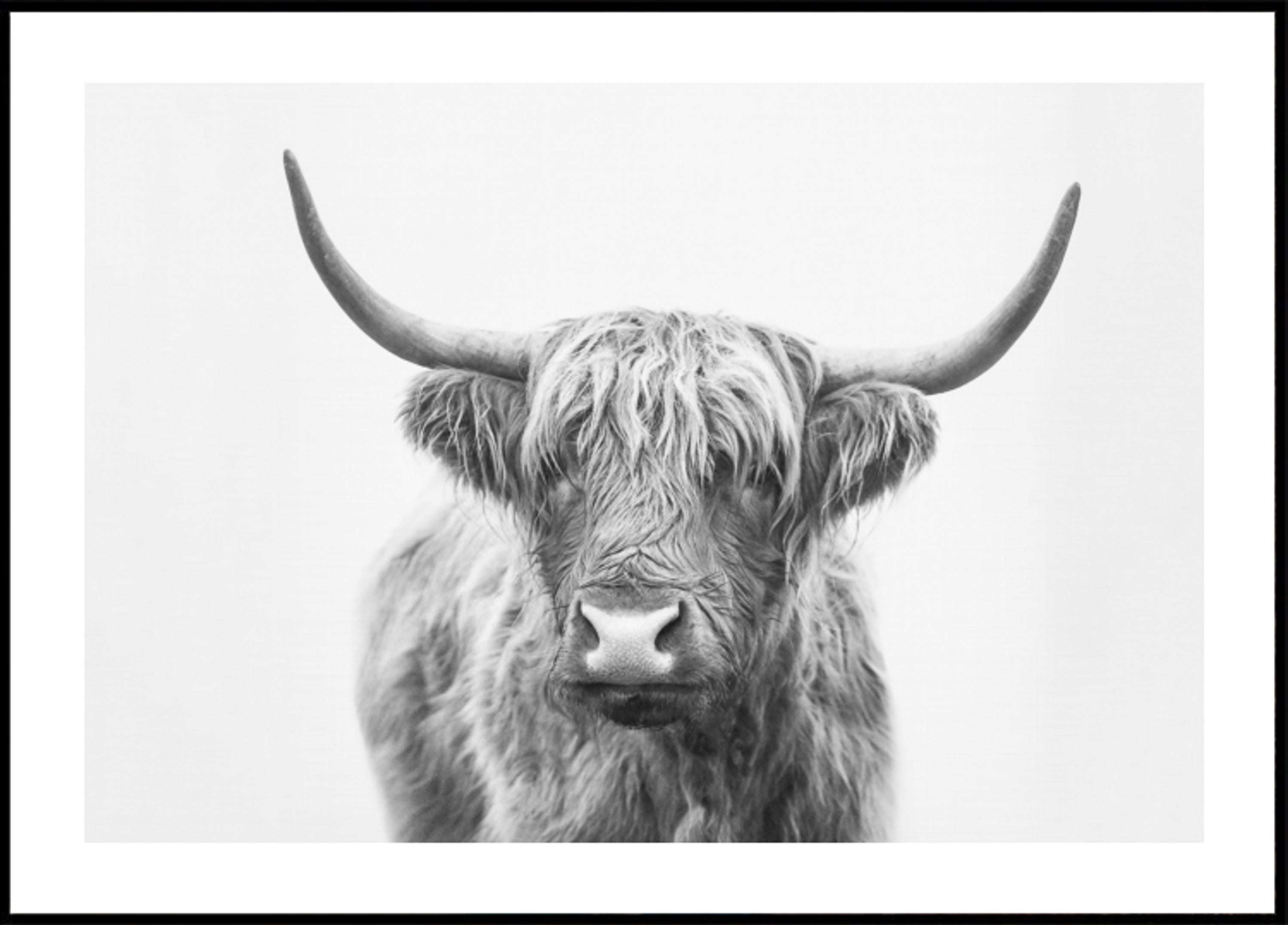Toro de las tierras altas