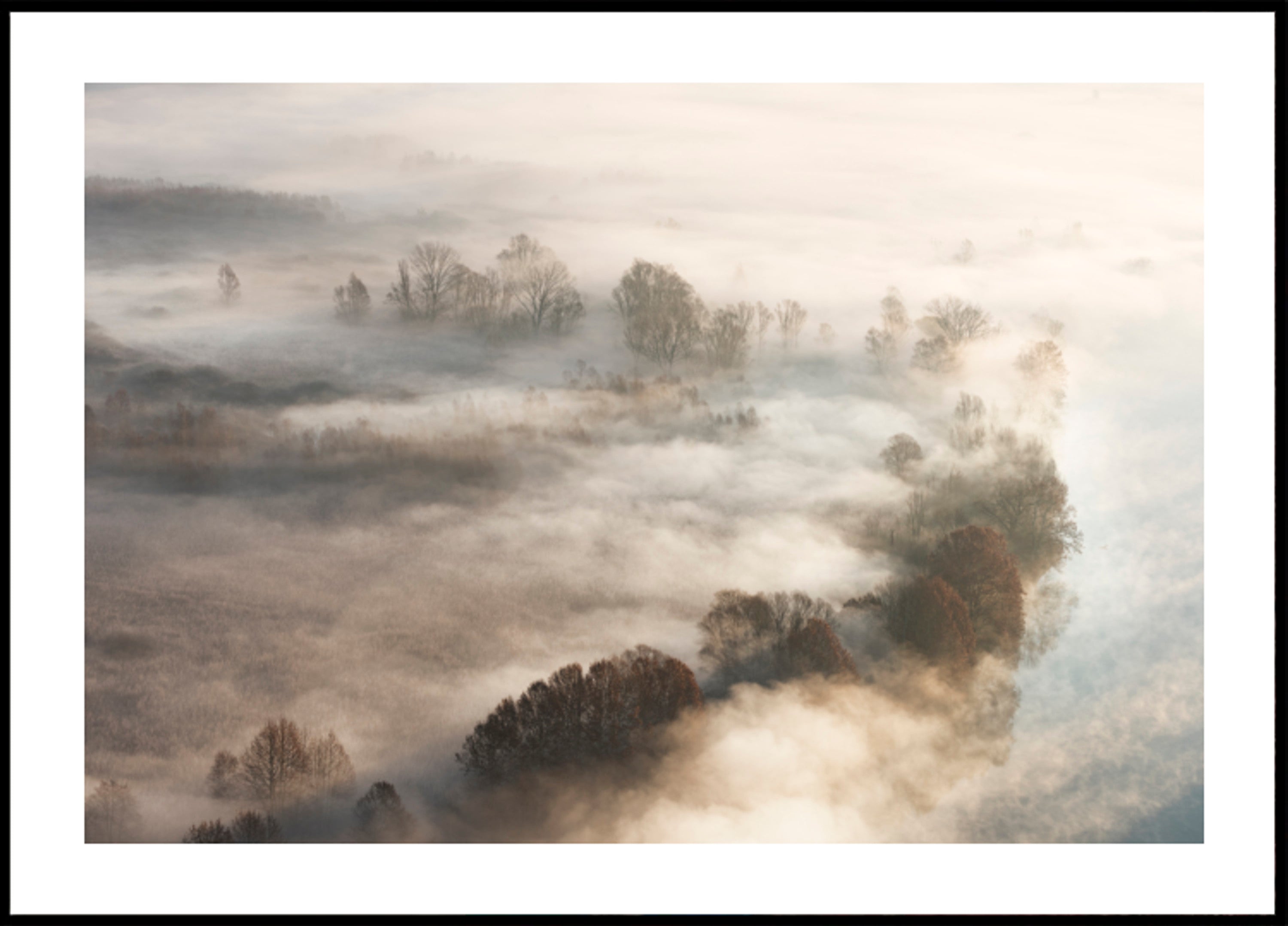 Árboles de niebla dorada