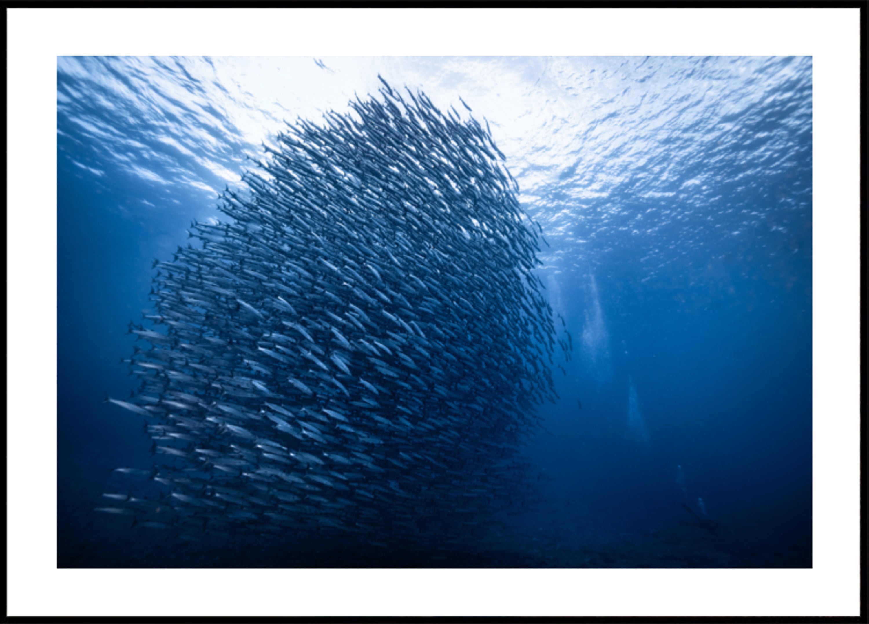Banco de peces azul profundo