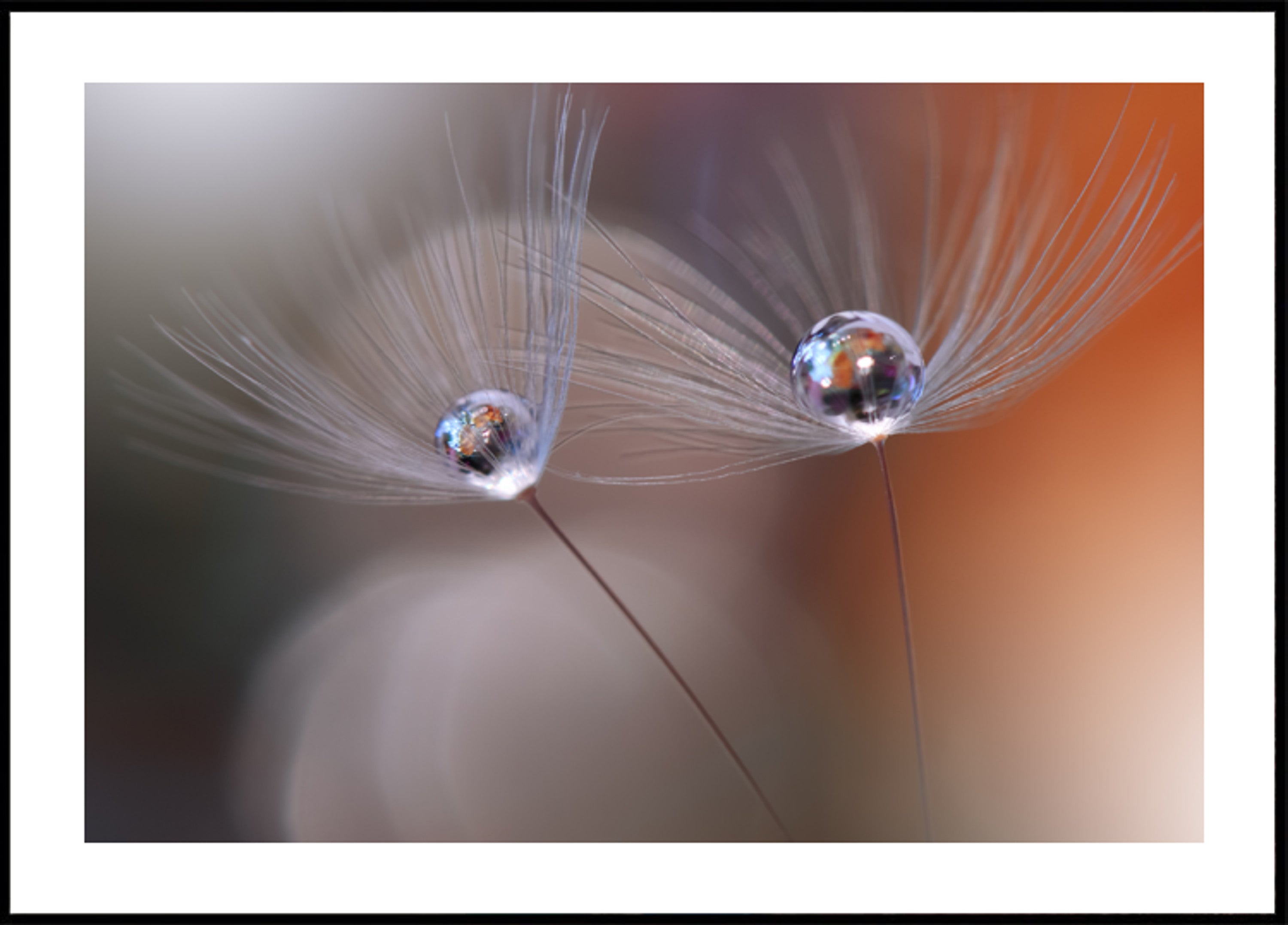 Delicados reflejos de diente de león