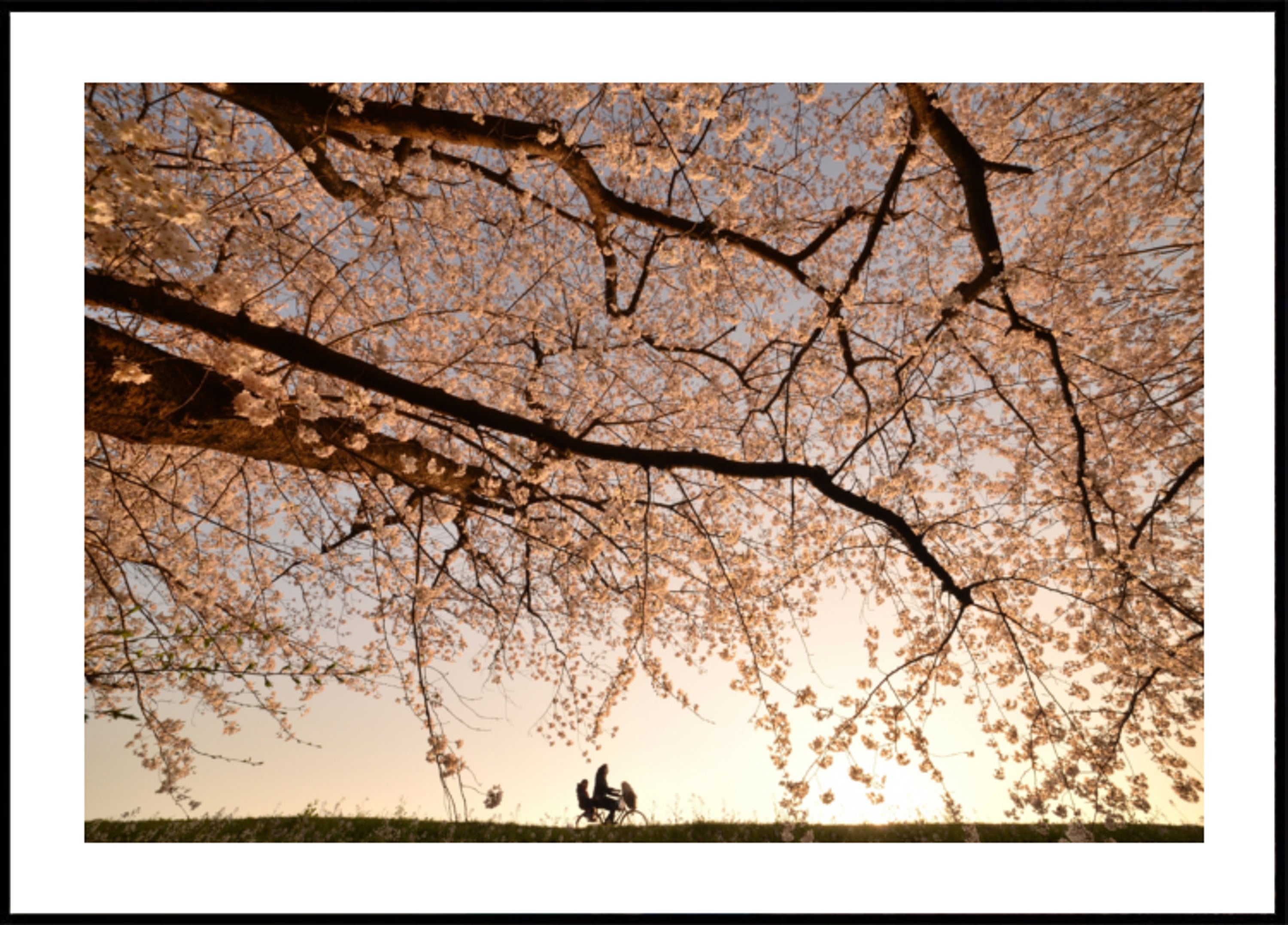 Paseo al atardecer de los cerezos en flor