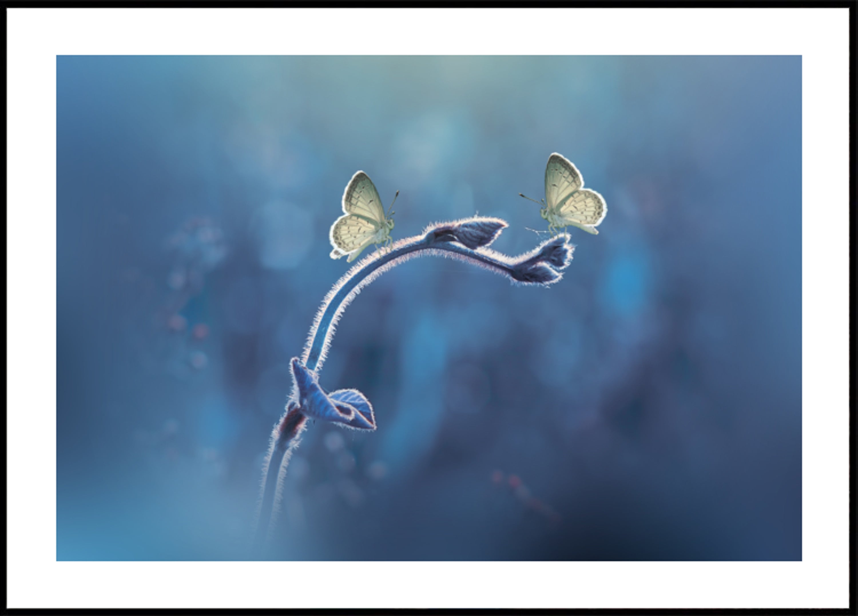 Dúo de mariposas delicadas