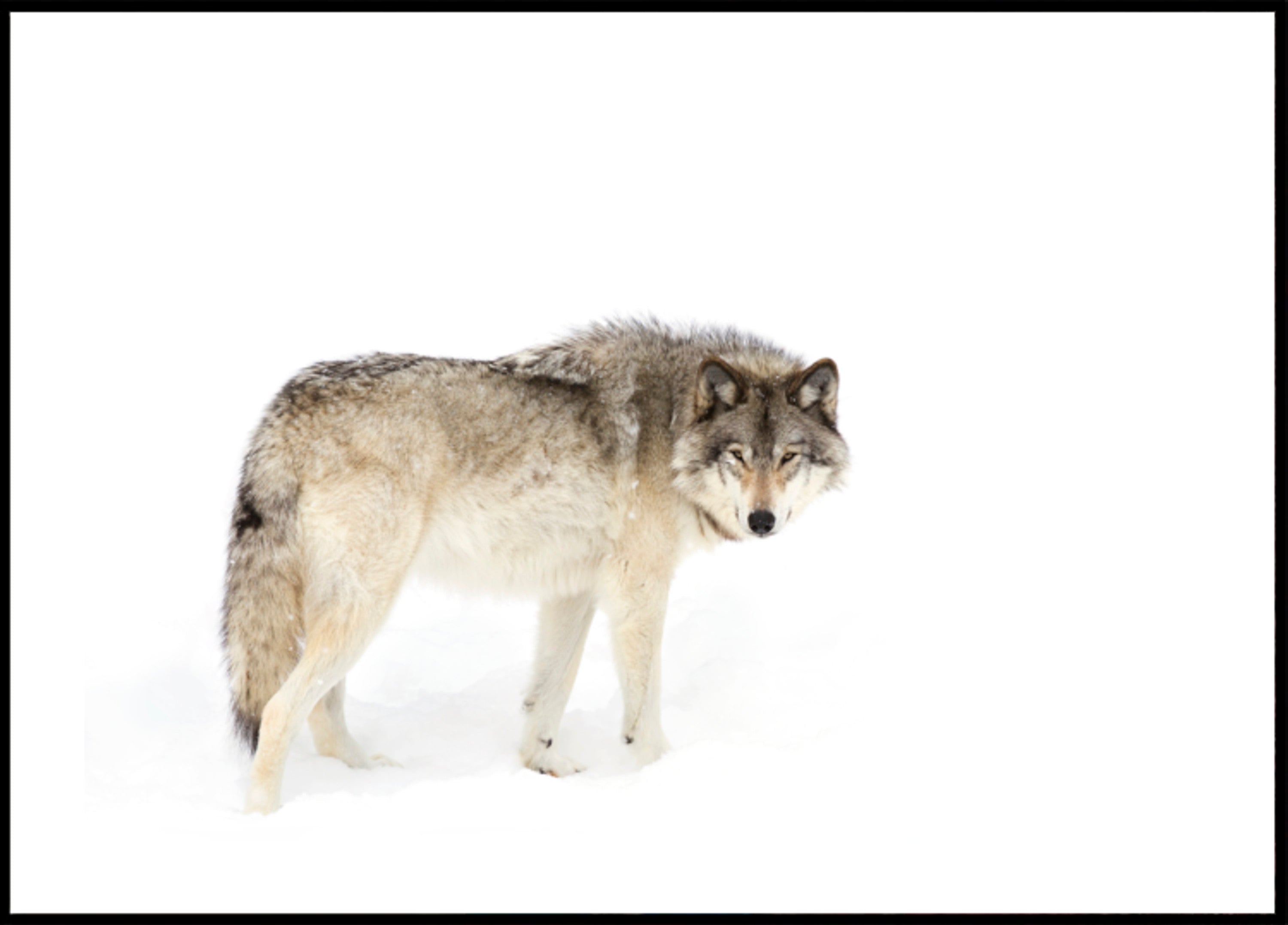 Lobo de invierno vigilante