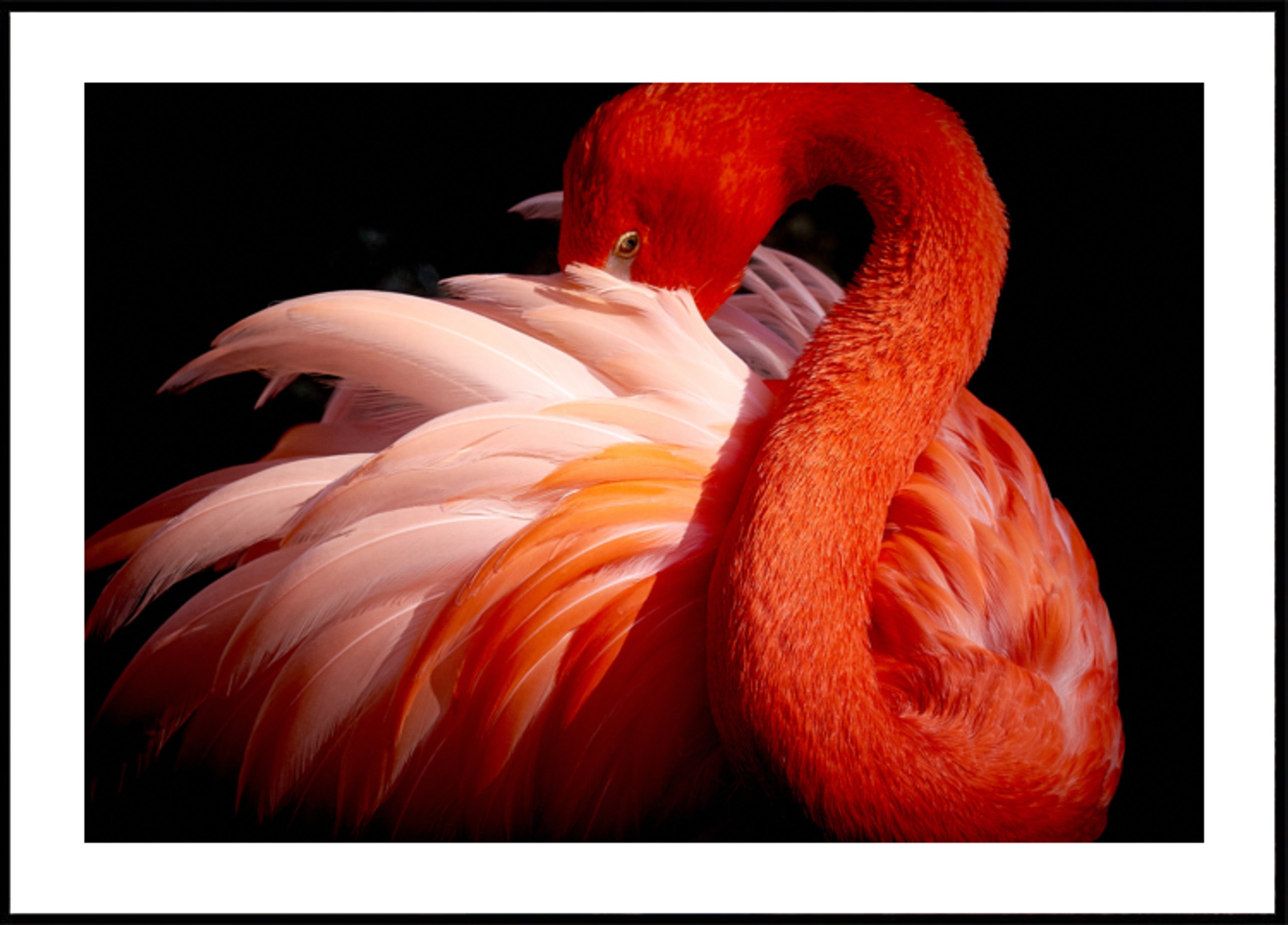Flamenco rosado elegante