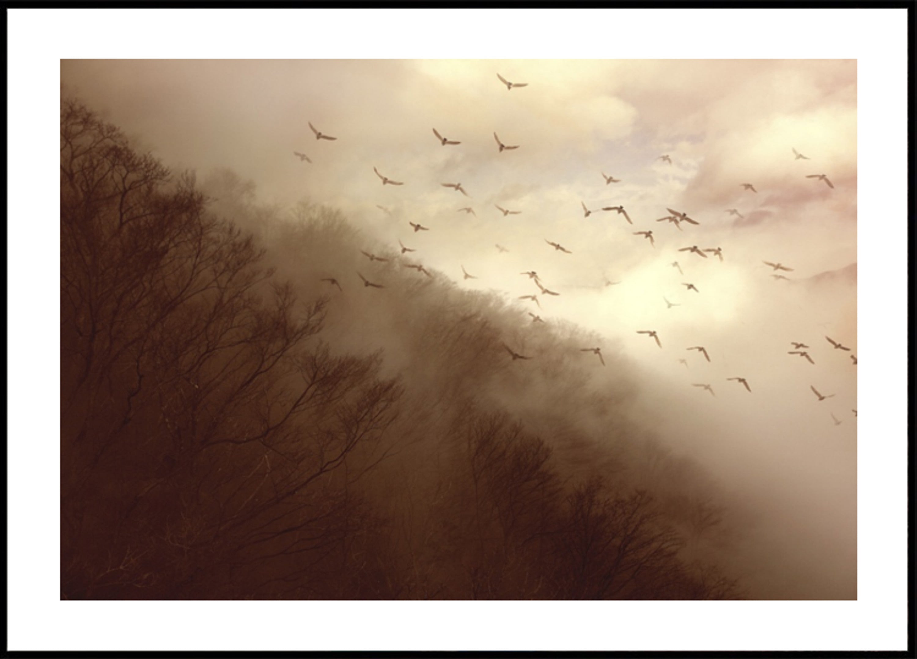Pájaros en niebla dorada