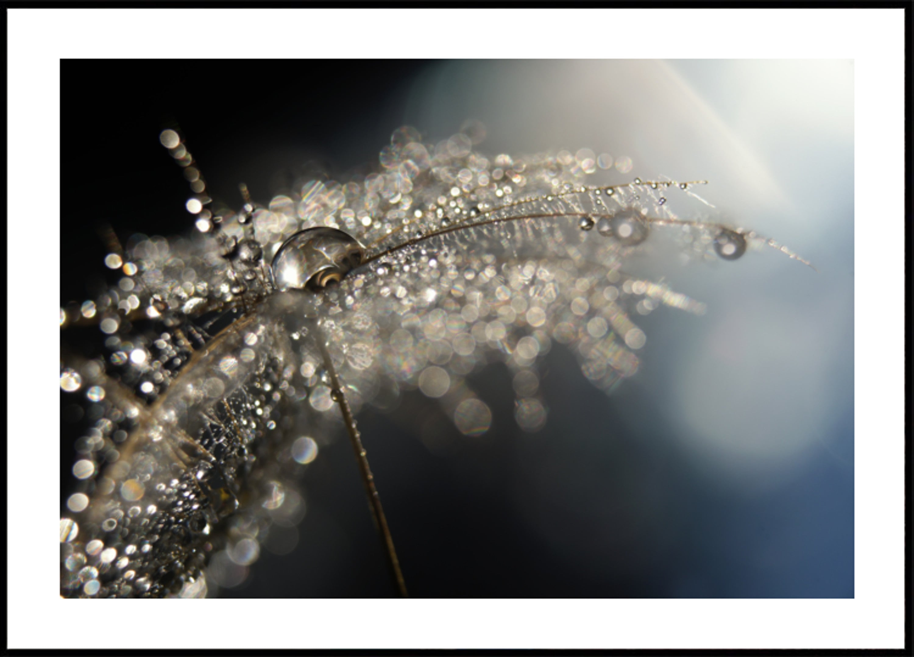 Gotas de diente de león espumosas