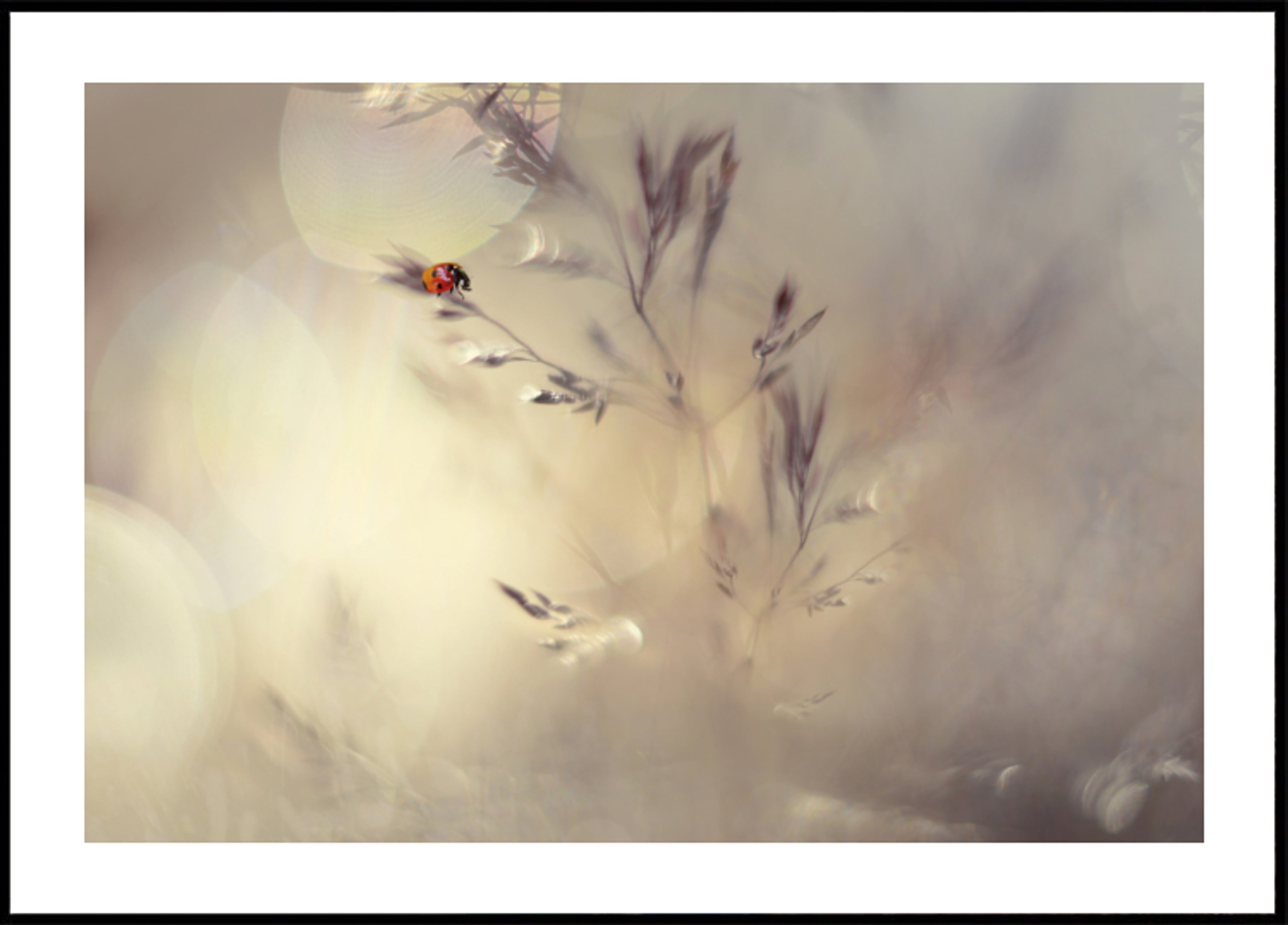 Bokeh de mariquita de ensueño