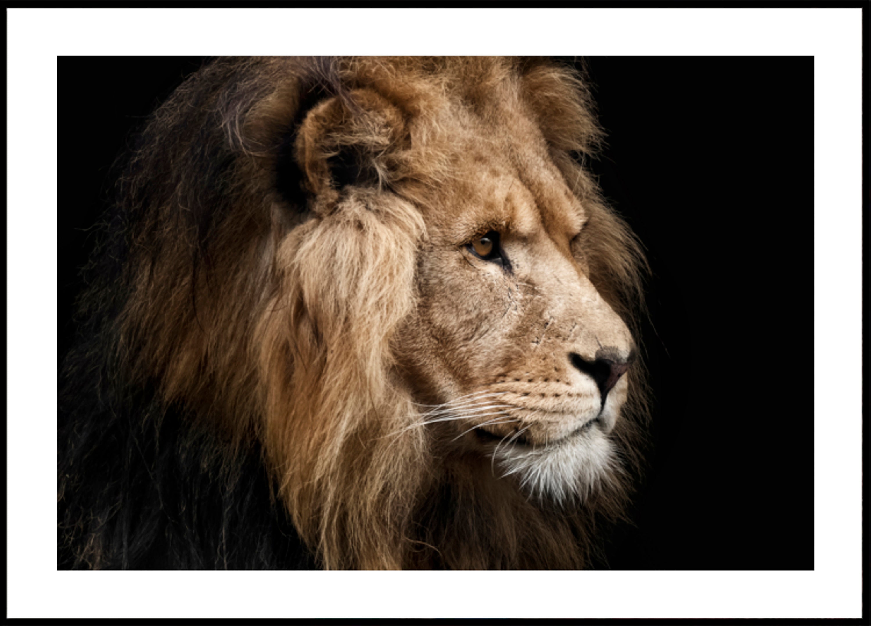 Perfil del León Majestuoso