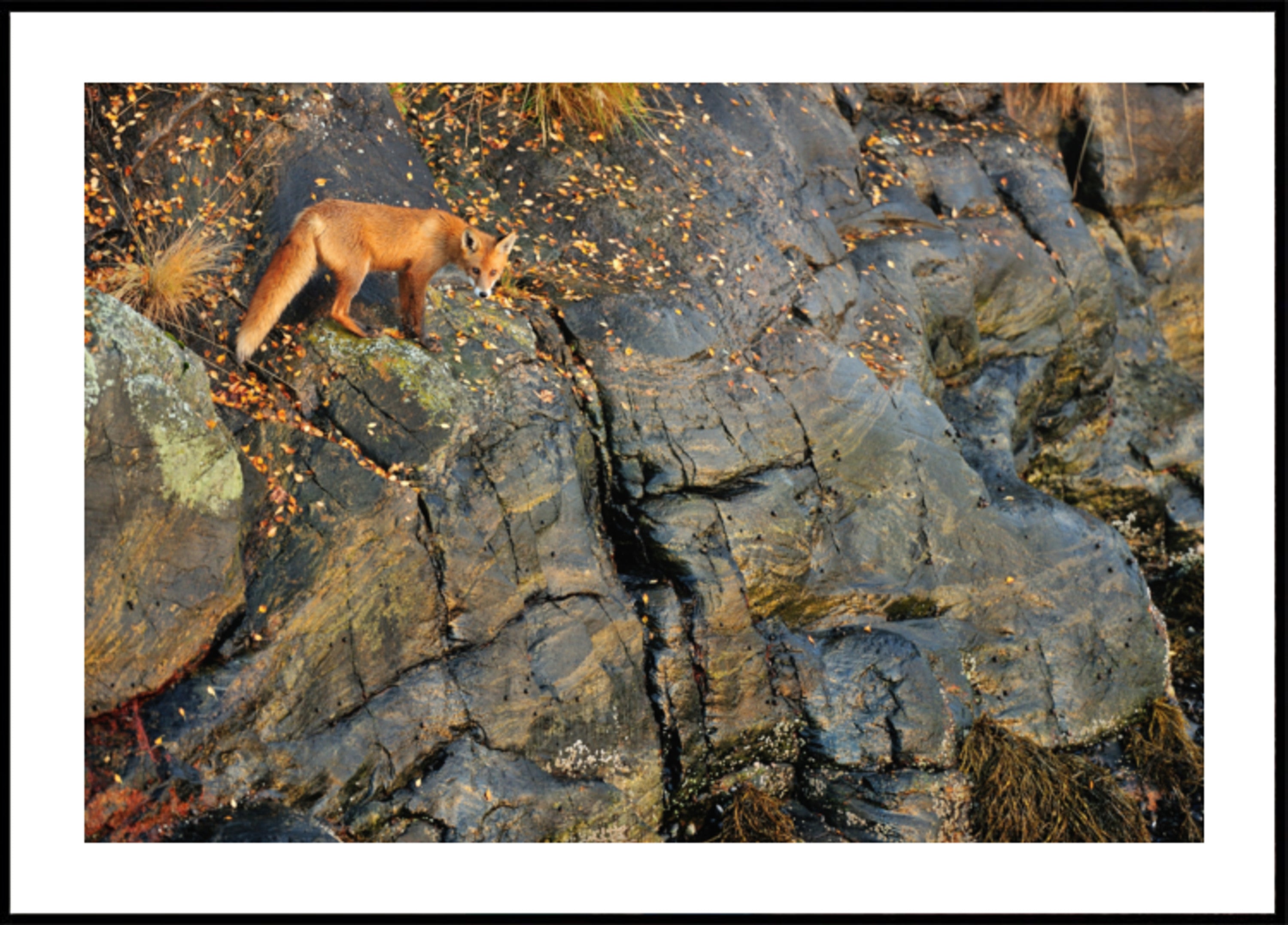 Zorro Rojo En Las Rocas De Otoño