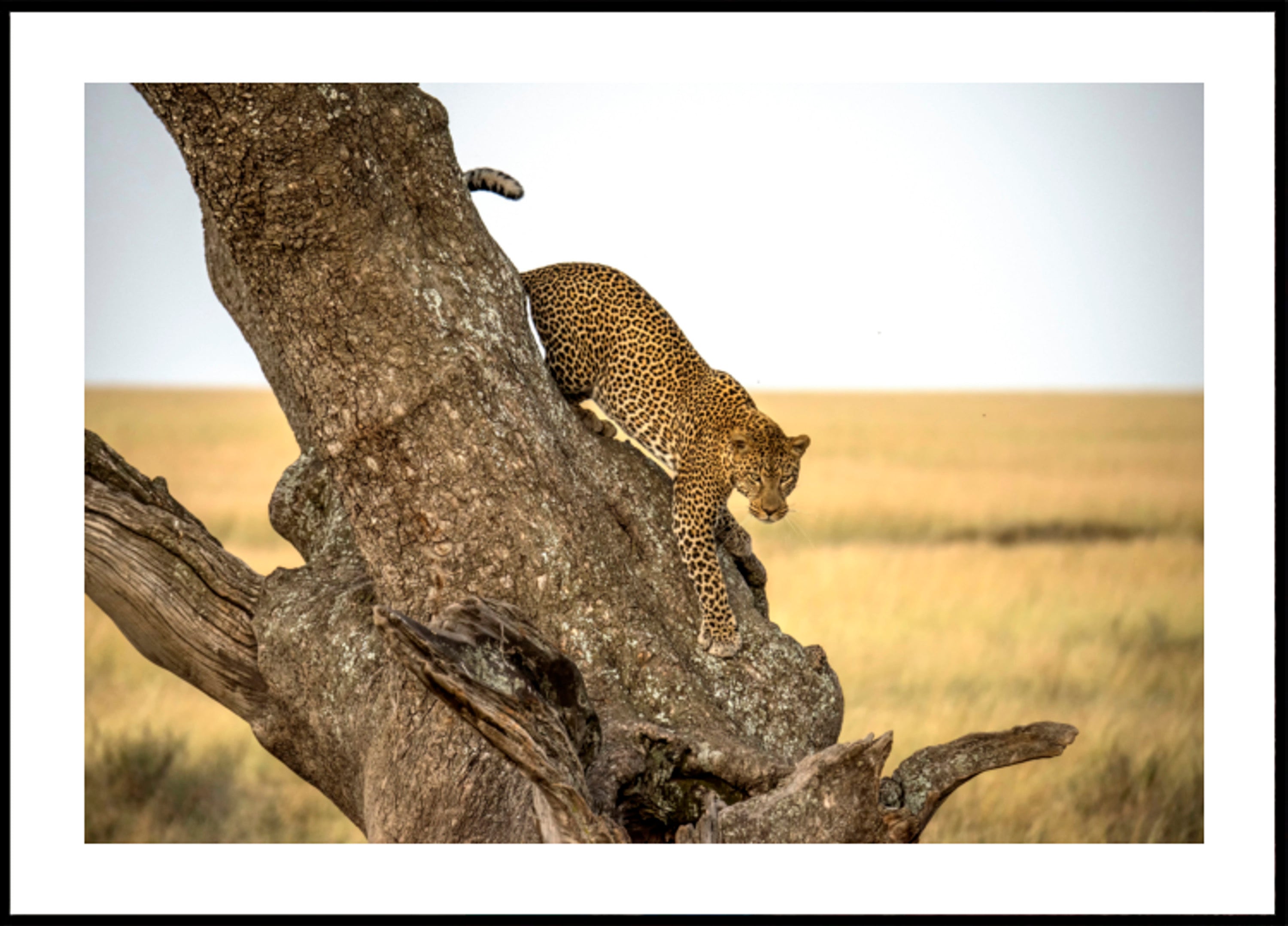 Árbol descendente de leopardo