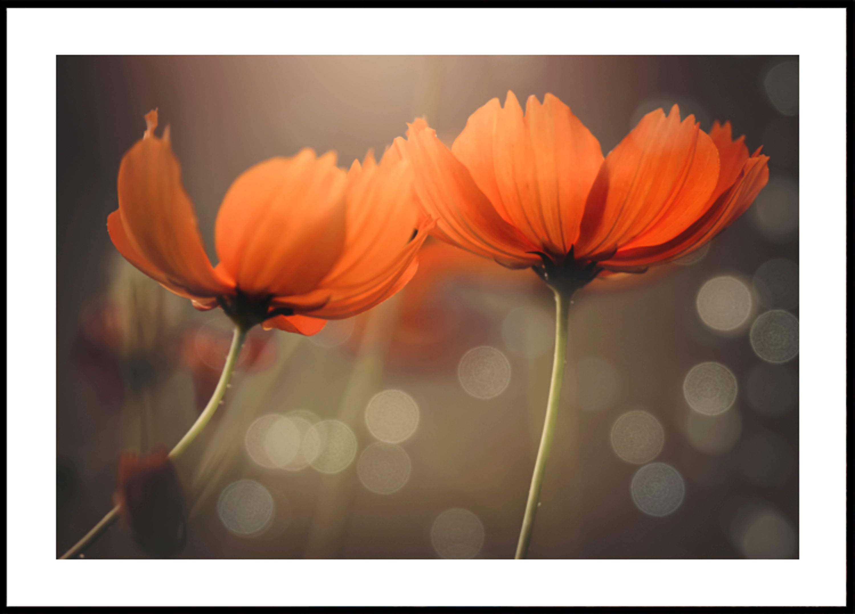 Flores brillantes del cosmos