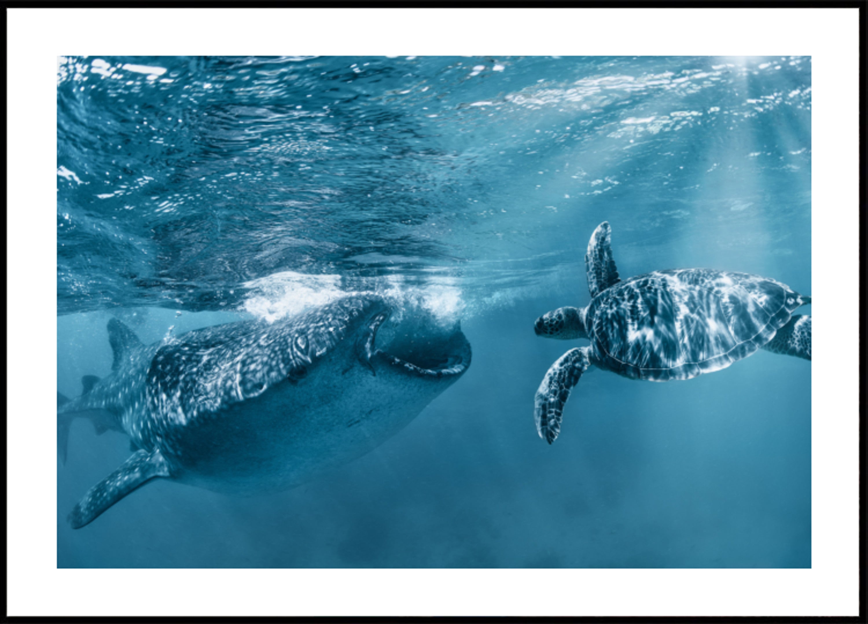 Nado con tiburón ballena y tortuga