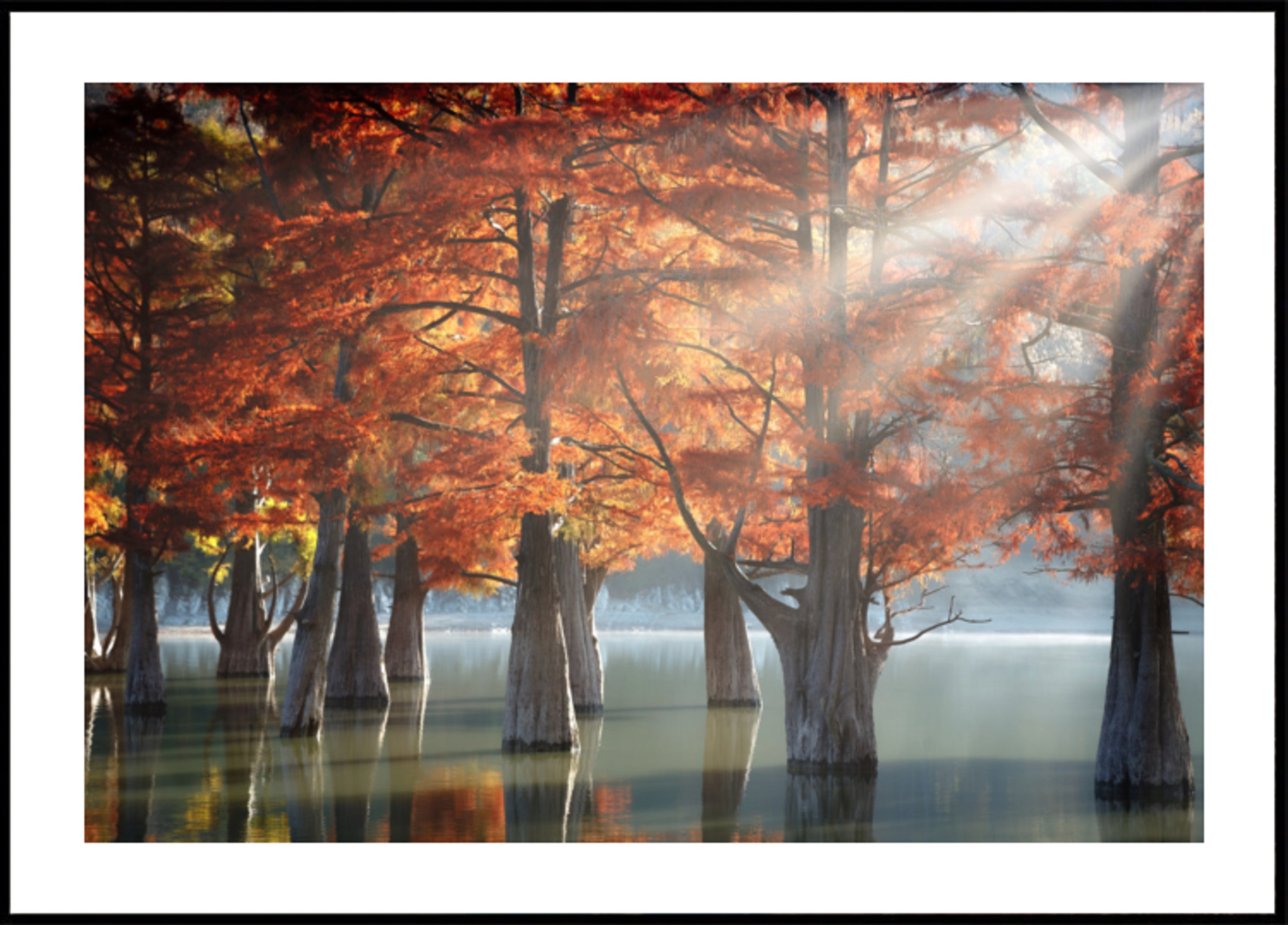 Lago de ciprés de otoño dorado