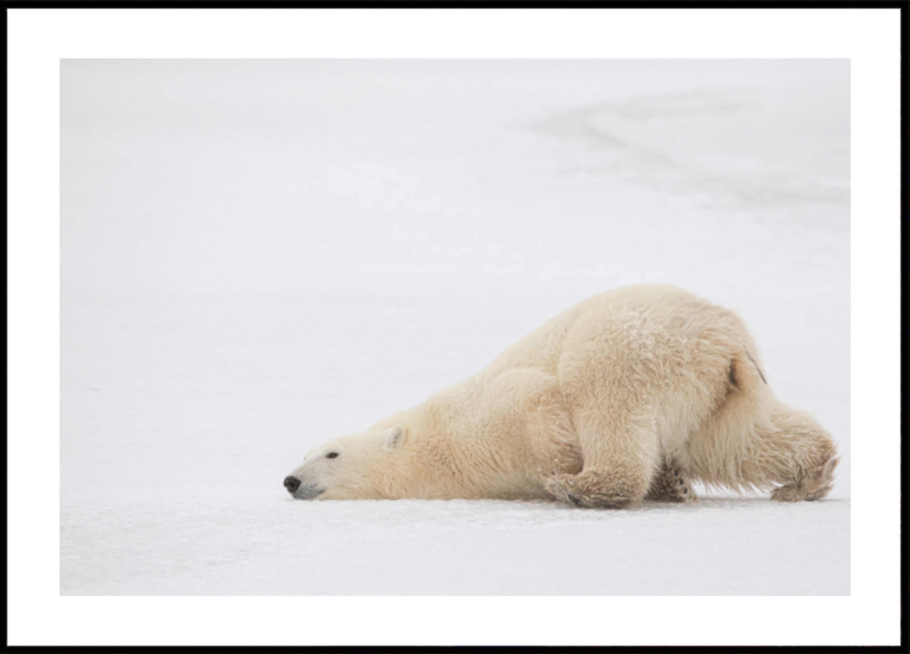 Siesta pacífica del oso polar