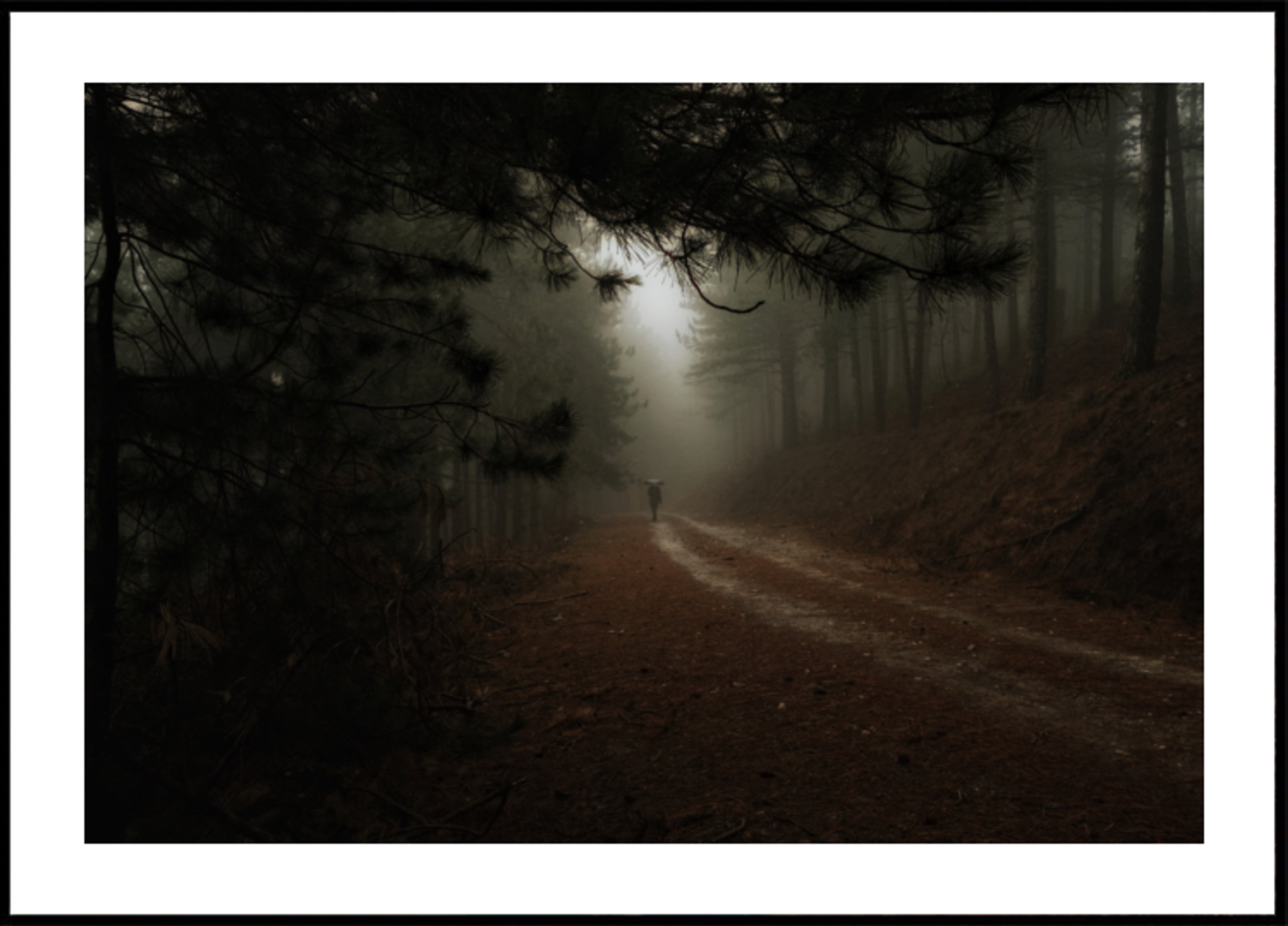 Camino del bosque brumoso
