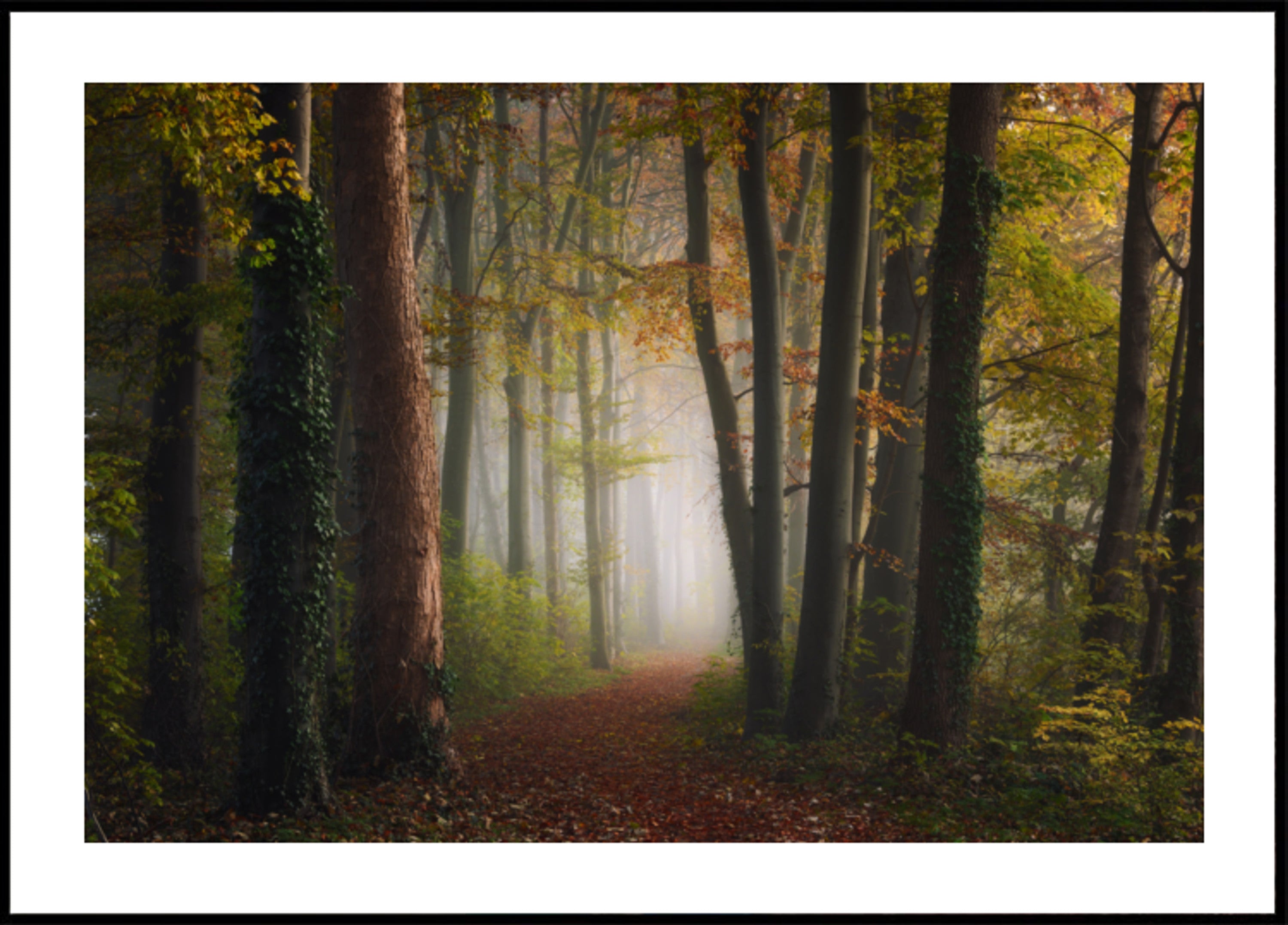 Camino del bosque brumoso de otoño
