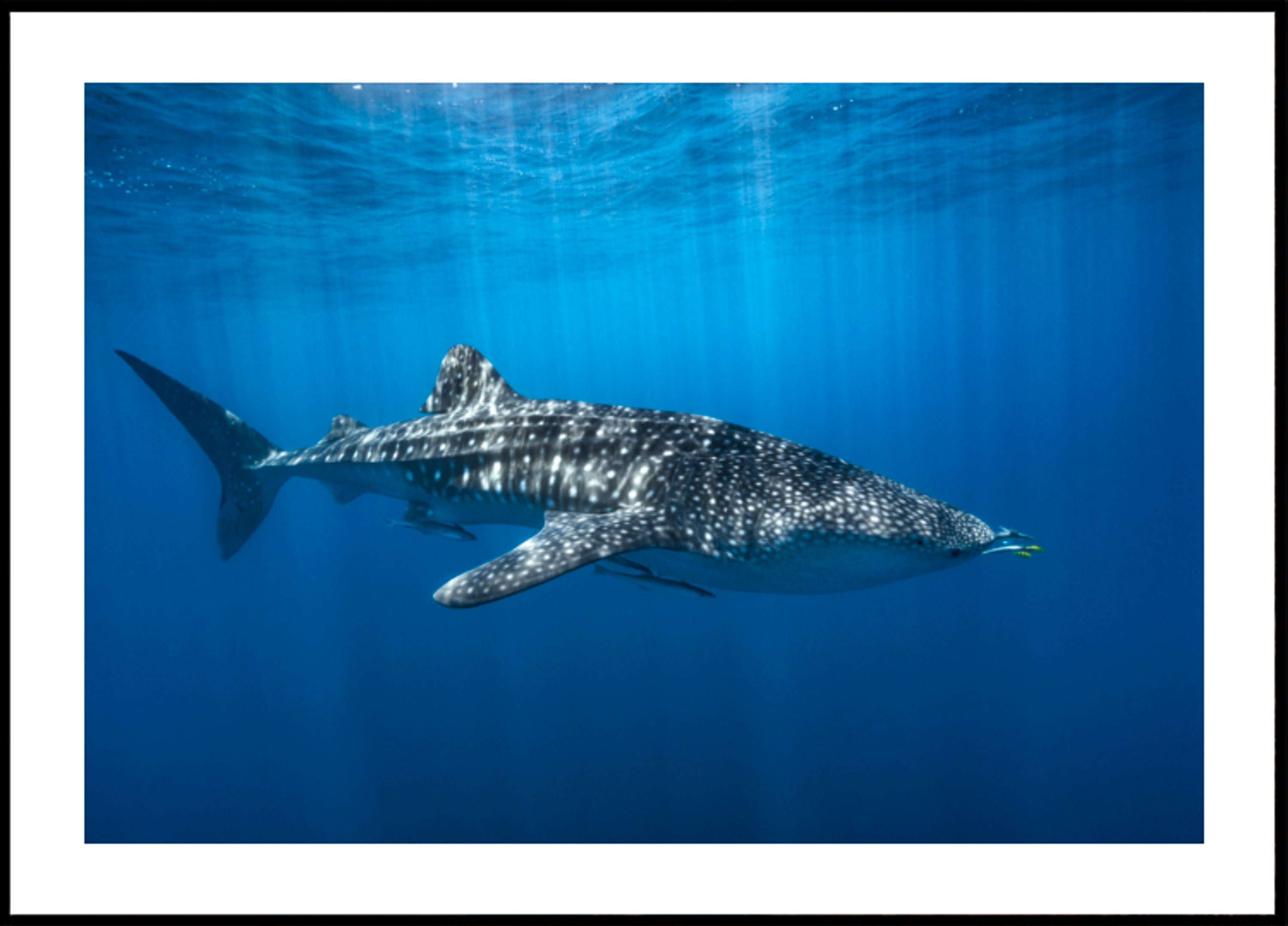 Majestuoso tiburón ballena