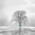Tranquility after the snow Plakater - Posterbox
