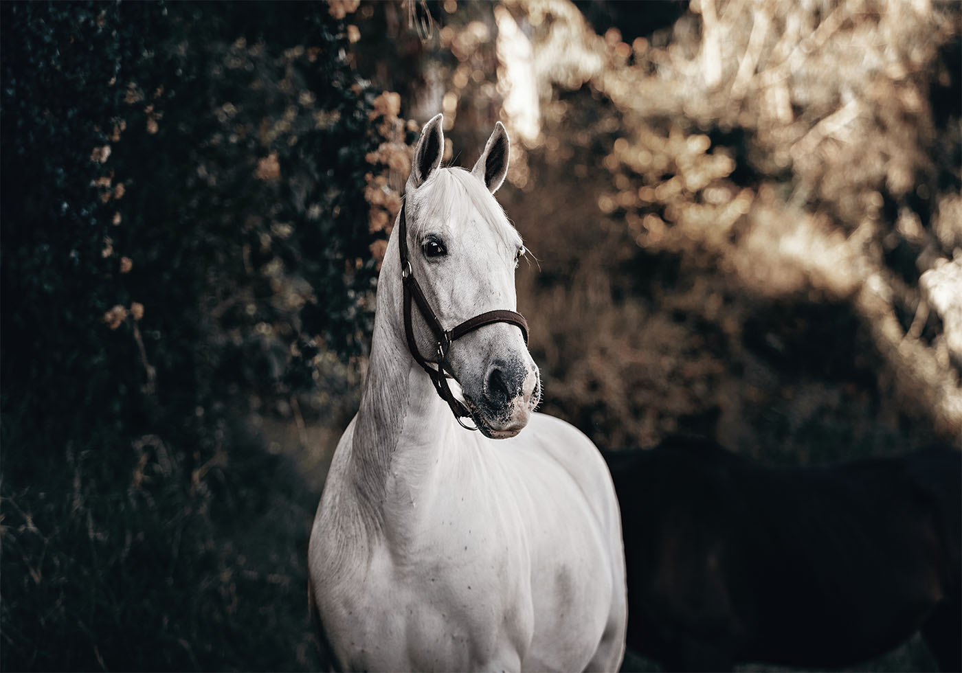 White Horse Plakat - Posterbox.dk