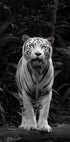 White Tiger Plakat - Posterbox.dk