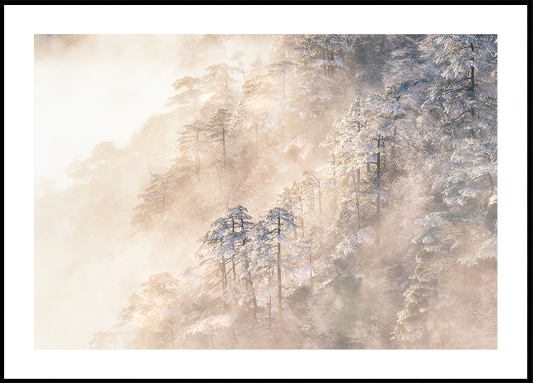 Pinus taiwanensis in the clouds. Plakat - Posterbox