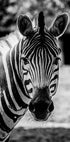 Zebra Plakat - Posterbox.dk
