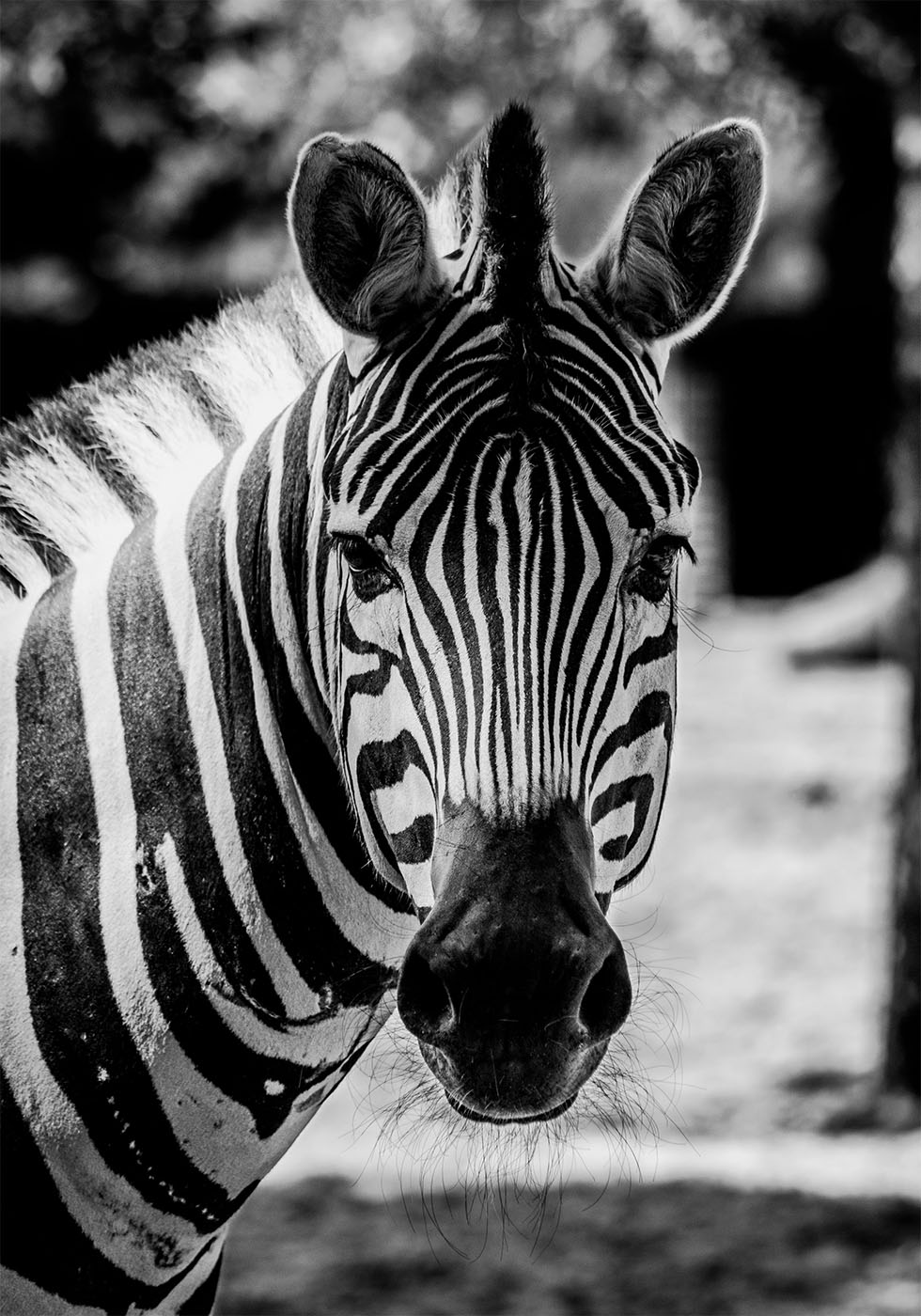 Zebra Plakat - Posterbox.dk